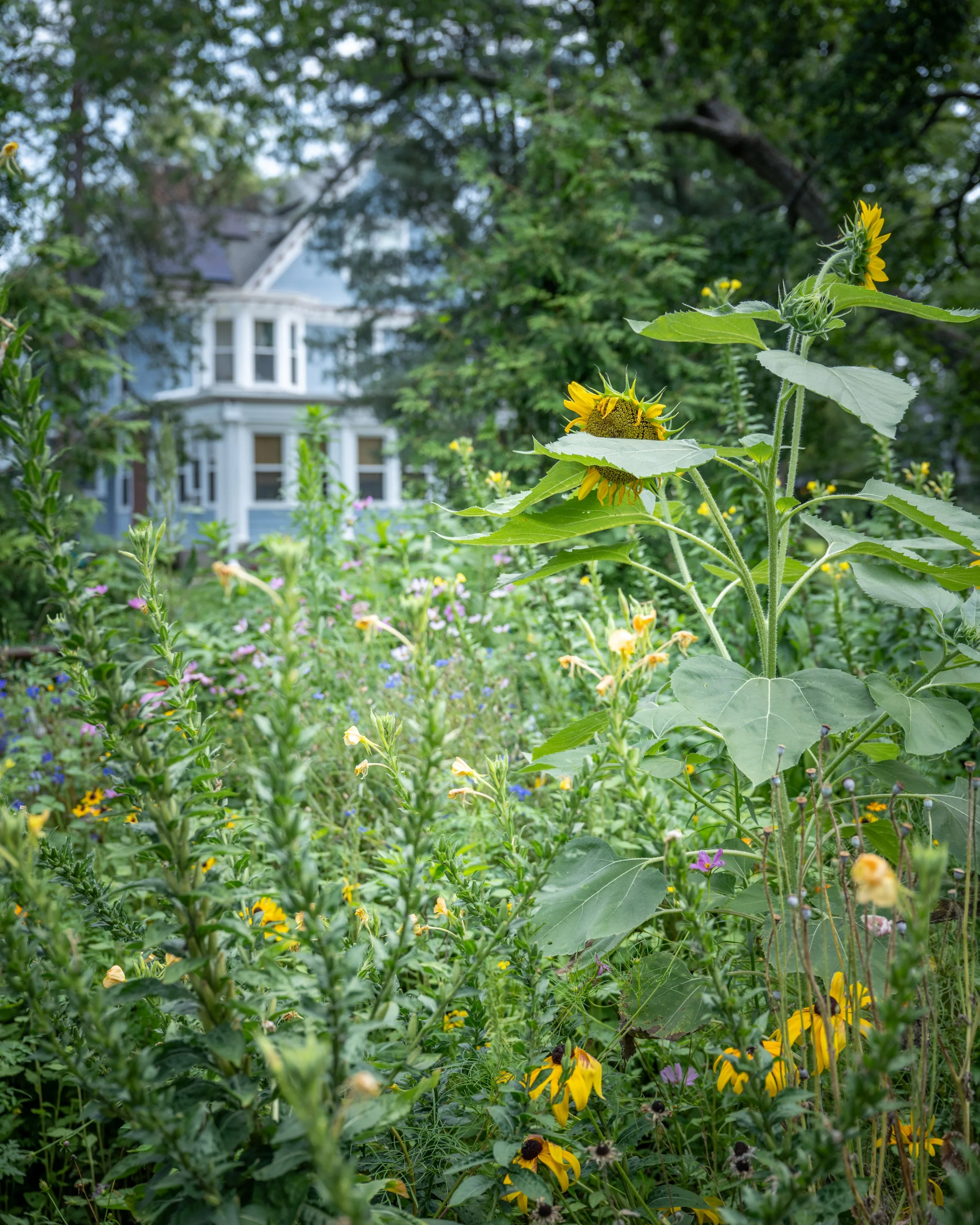 A garden with sunflower plants and other flowers, with a blue house in the background and trees overhead.