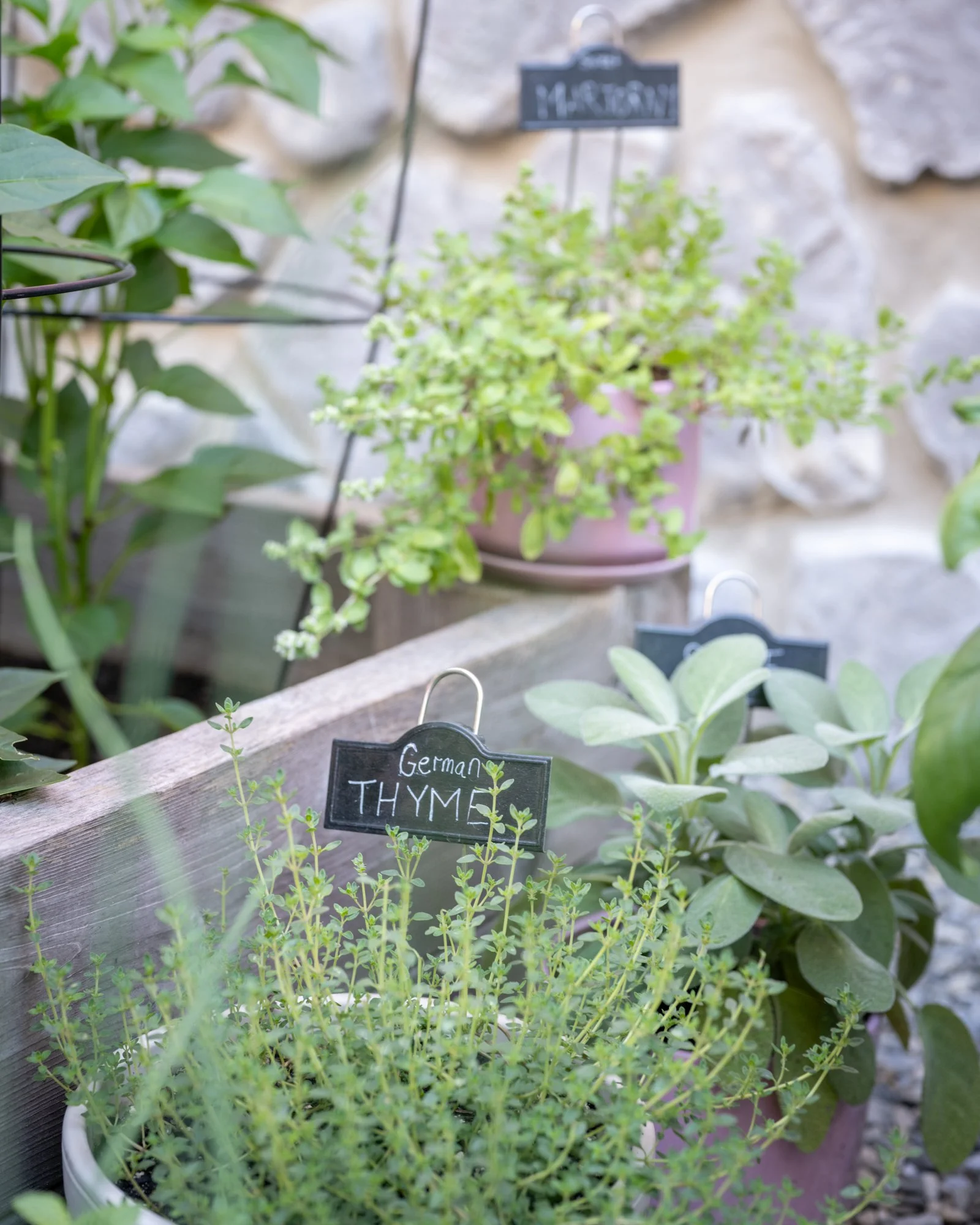 A potted herb garden with a variety of plants, including thyme and possibly other herbs, set against a stone wall with small chalkboard signs labeling the herbs.