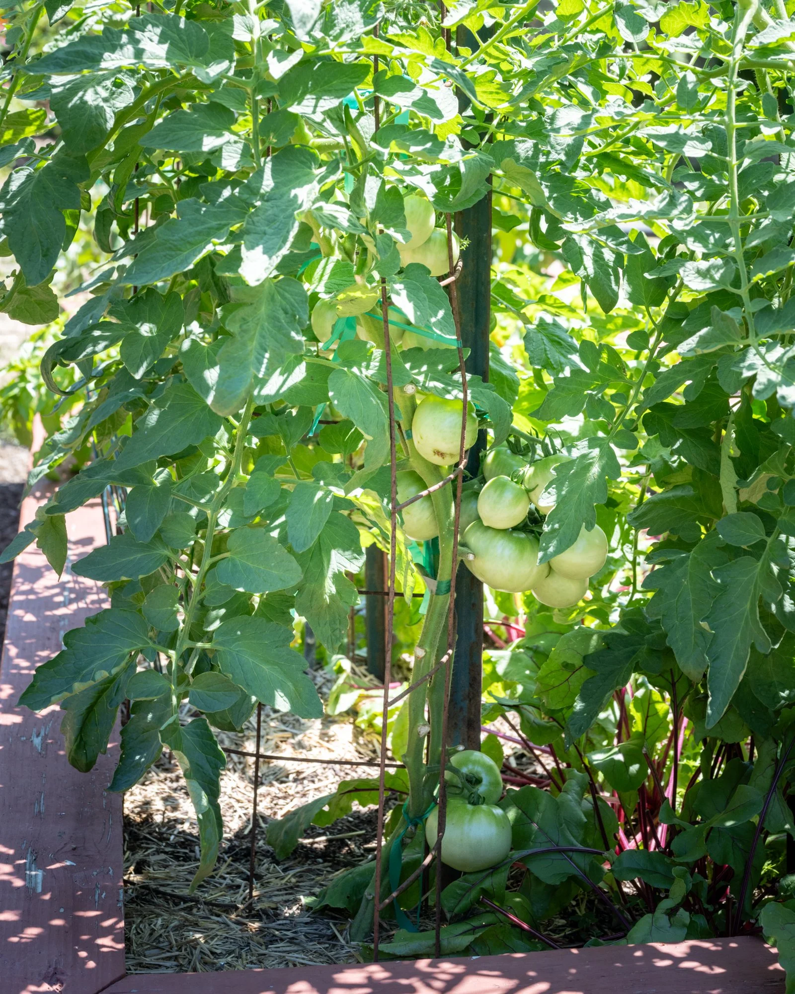 Green tomatoes growing on vines in a garden with sunlight filtering through the leaves.