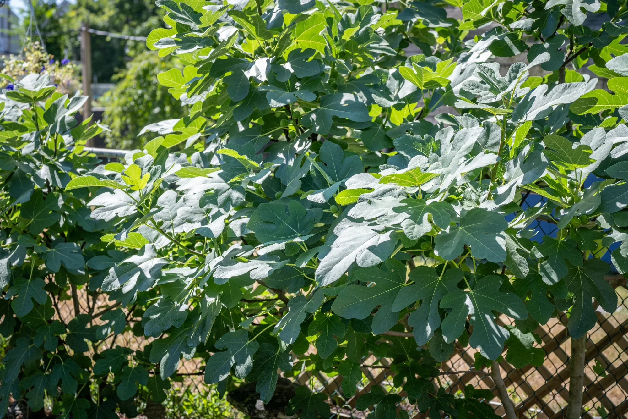 Close-up of green, broad, lobed leaves on a plant, with a fence and trees in the background, sunlit outdoor garden or yard.