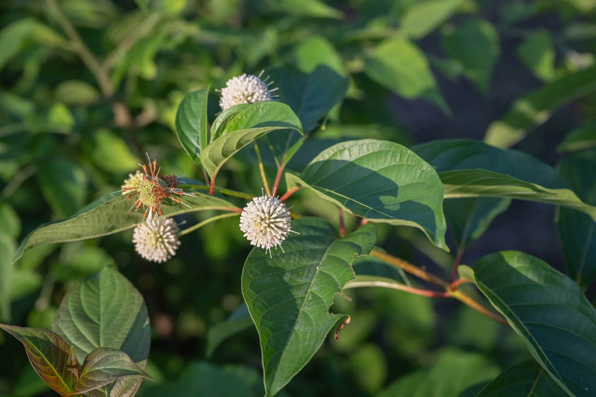 Green leafy plant with white spherical flowers and some brown flowers in the background.