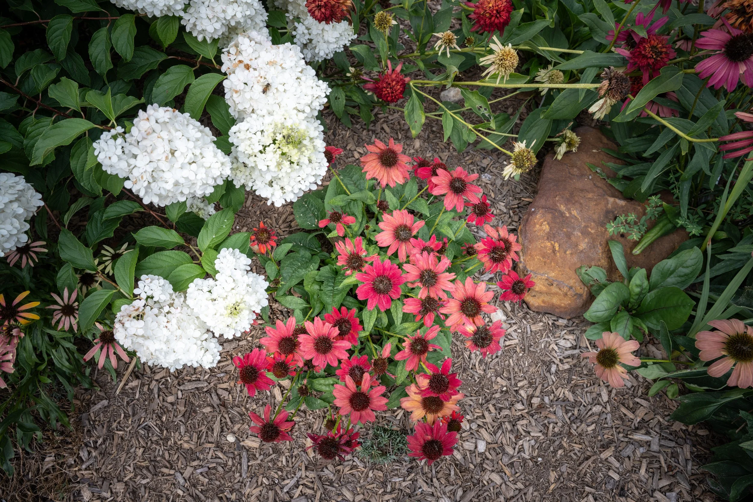 A garden bed with white, pink, and red flowers growing amidst green leaves, moistened with water droplets, with a large brown stone on the right side.