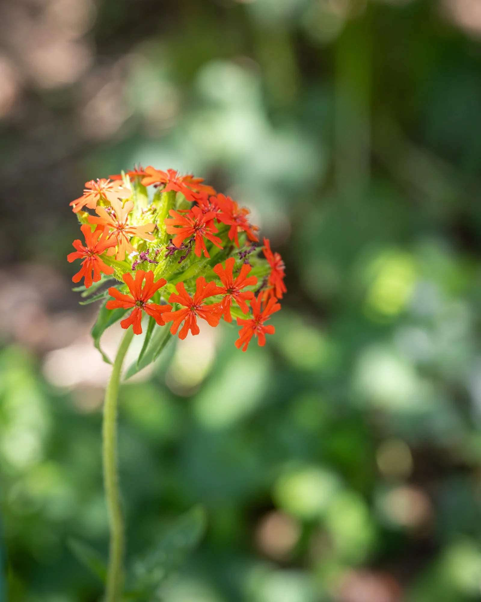Close-up of a small cluster of orange flowers with green leaves against a blurred natural background.