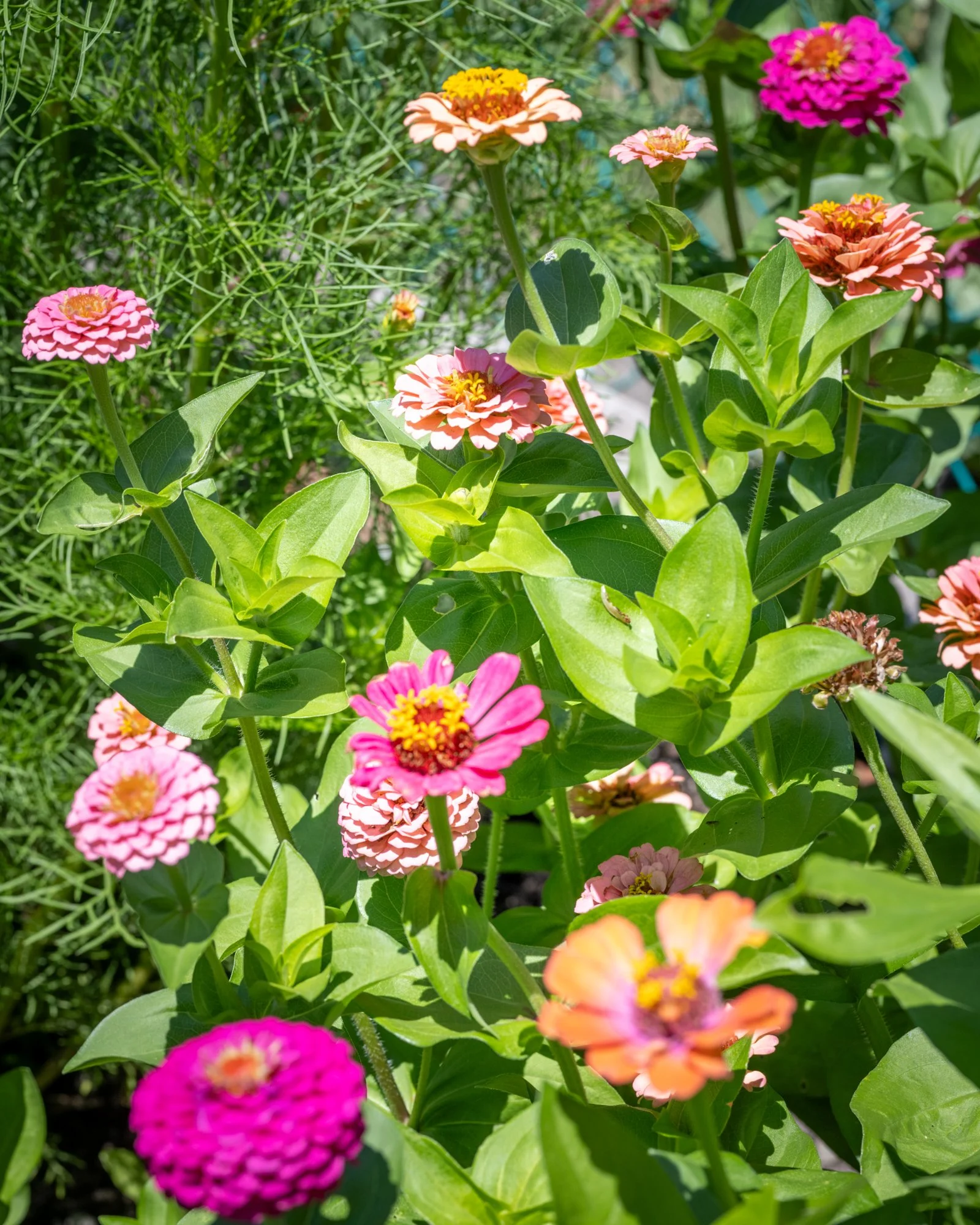 Colorful zinnia flowers in pink, orange, and yellow blooming in a garden surrounded by green leaves and foliage.