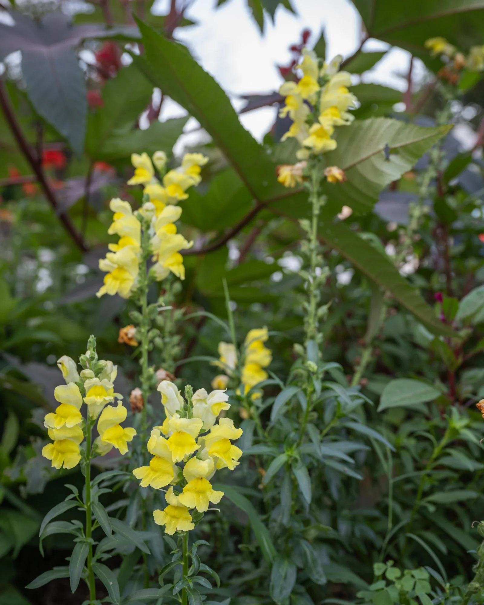 Yellow flowering plant with green leaves, outdoors in natural light.