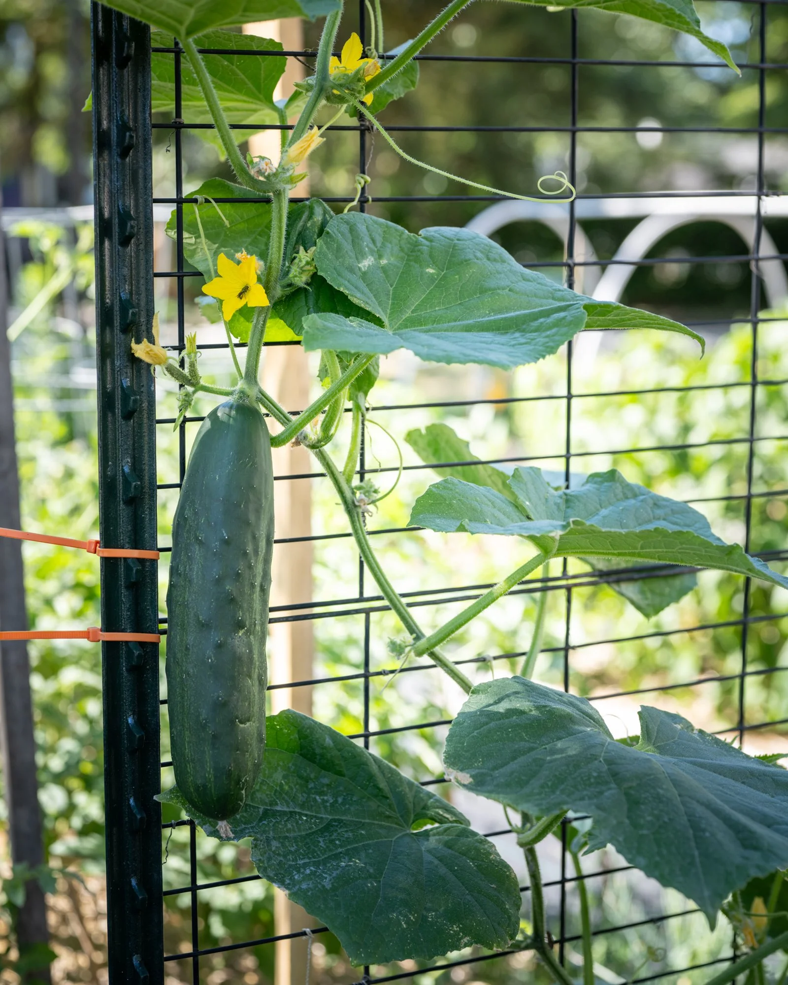 A cucumber plant growing on a trellis, with yellow flowers and large green leaves.