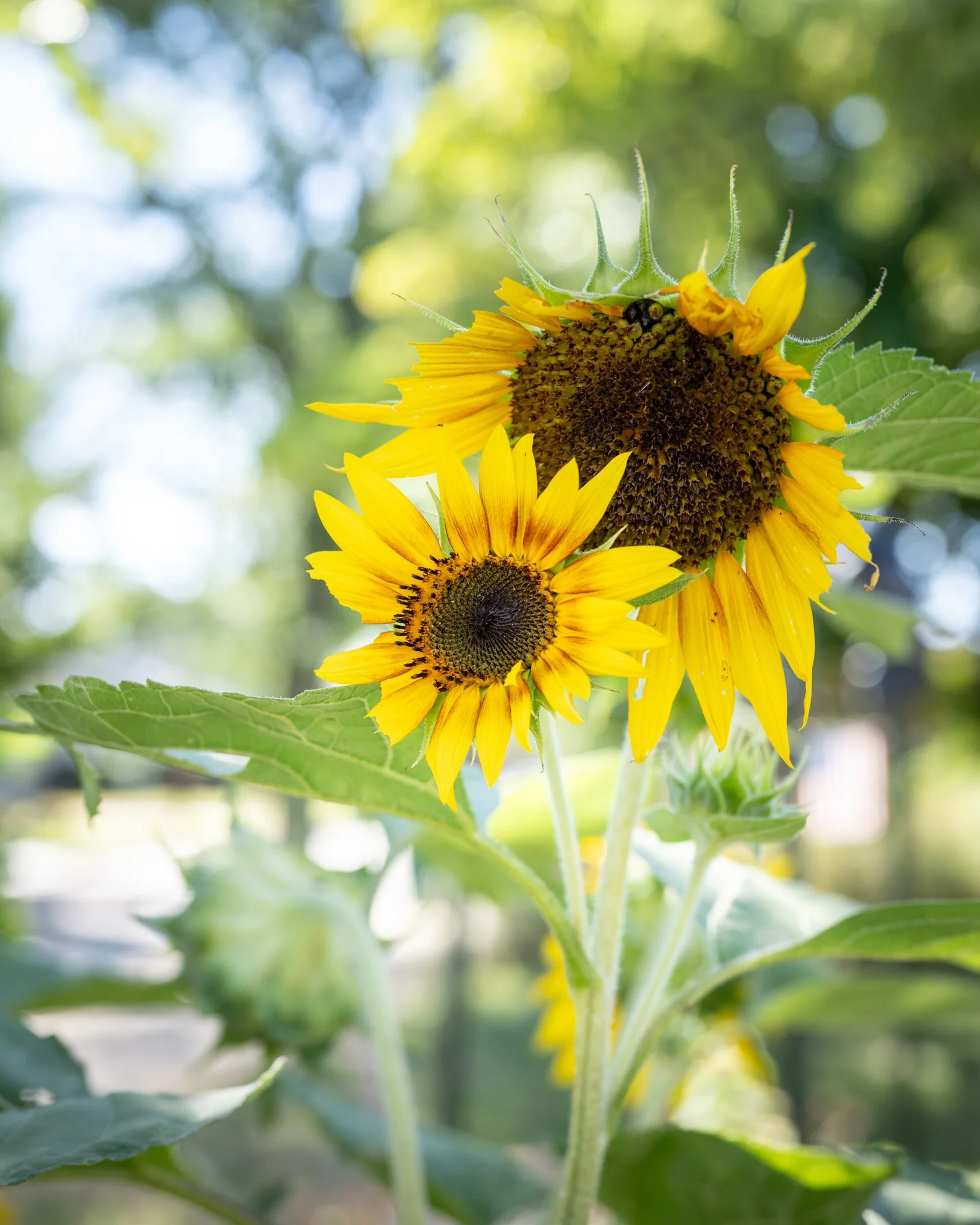 Close-up of a sunflower with bright yellow petals and a dark central disk, surrounded by green leaves, in sunlight with a blurred background.