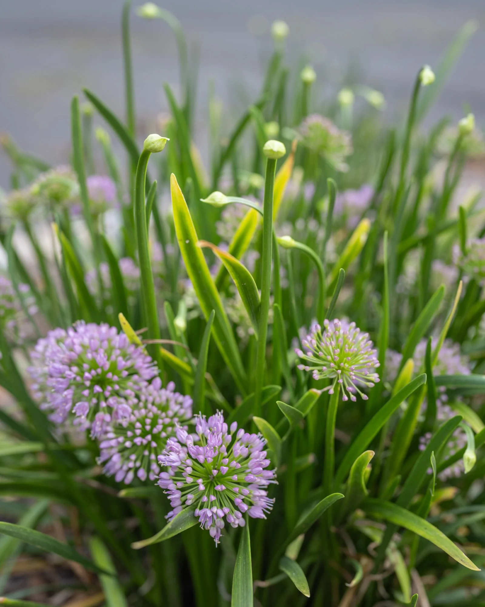 Purple flowering plants with long green leaves, likely onion or garlic plants.