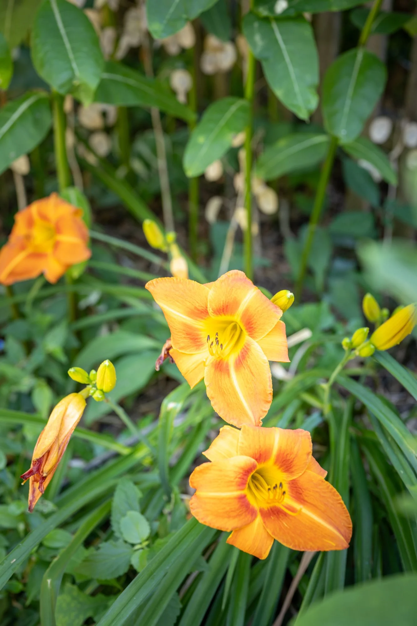 Close-up of orange daylily flowers blooming amidst green leaves and grass.