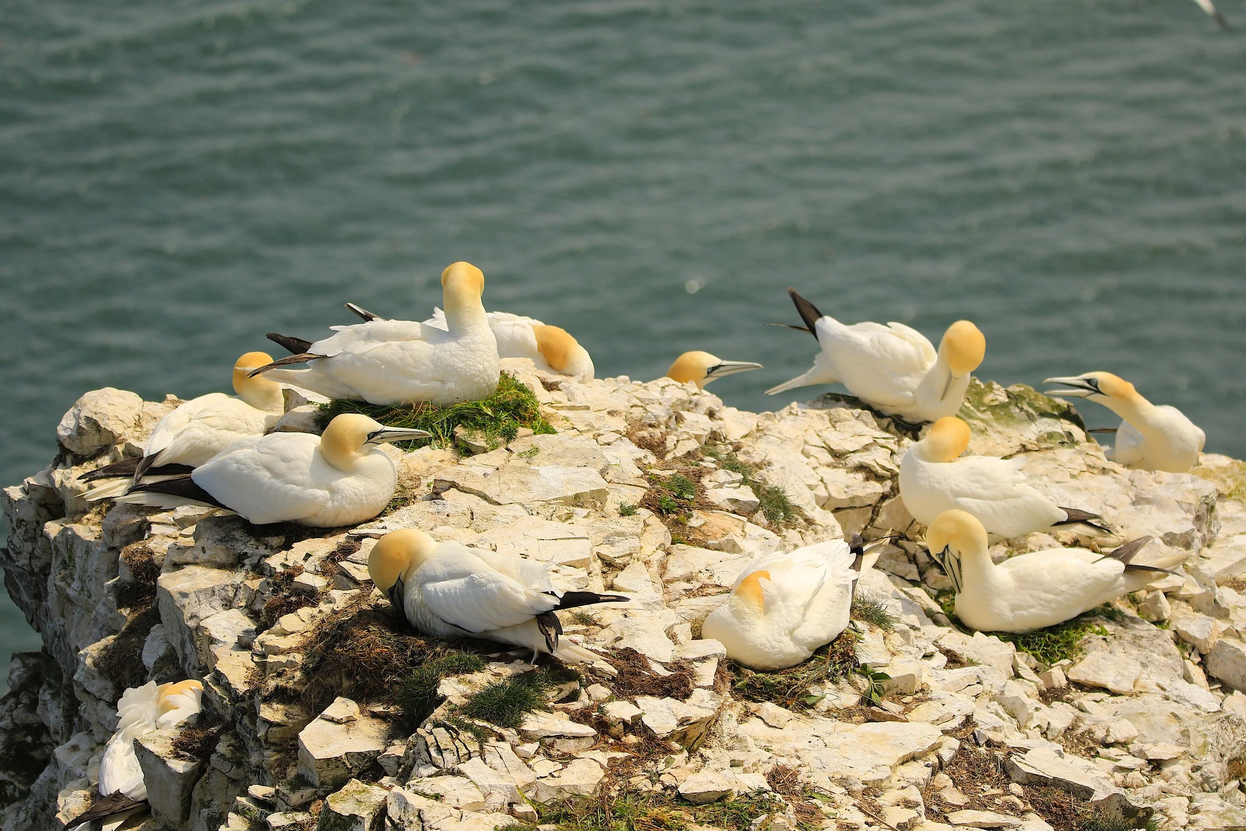 Flamborough / Bempton Cliffs 