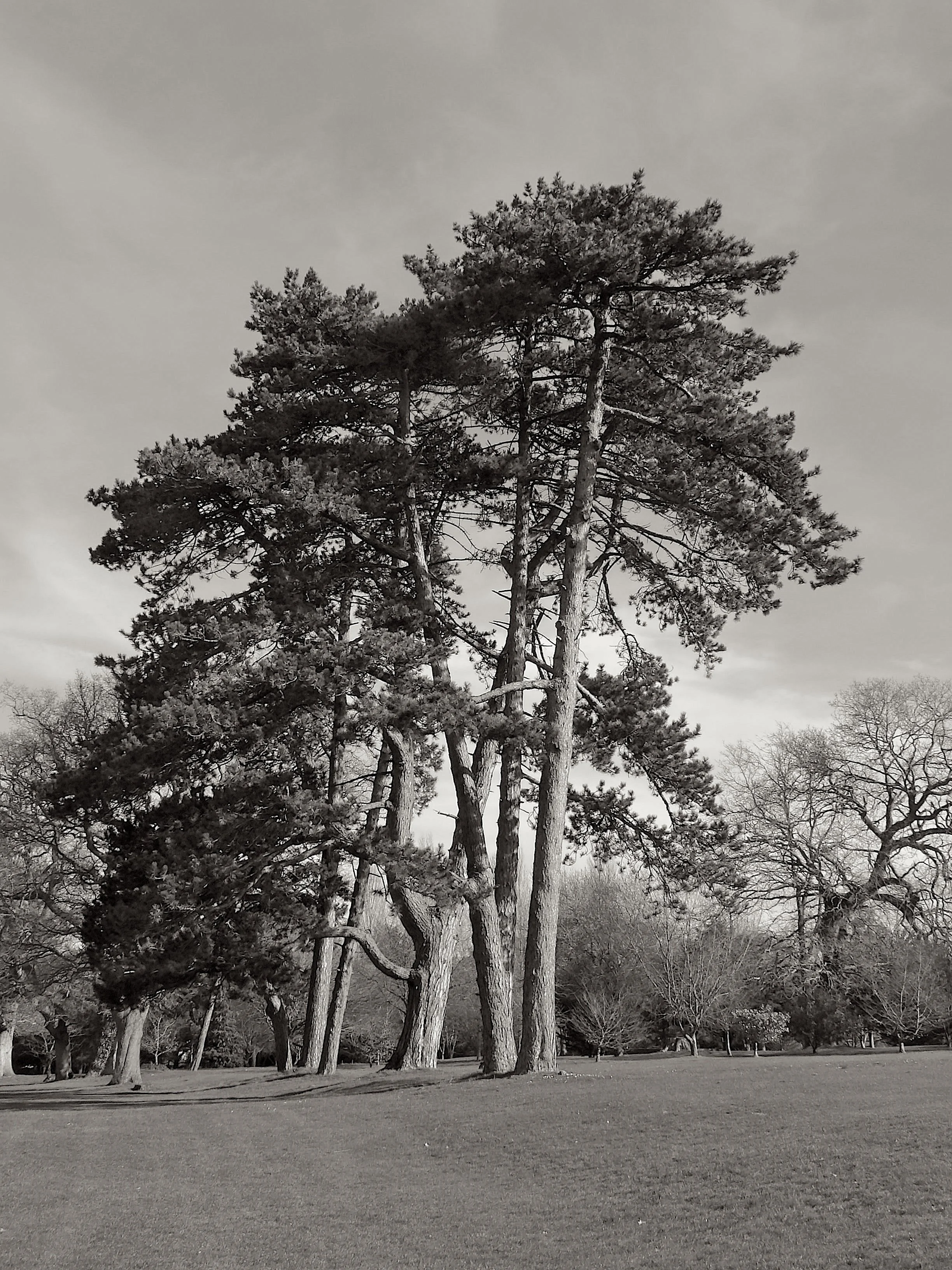 09-03-25 Ryde Golf Course 13 .jpeg