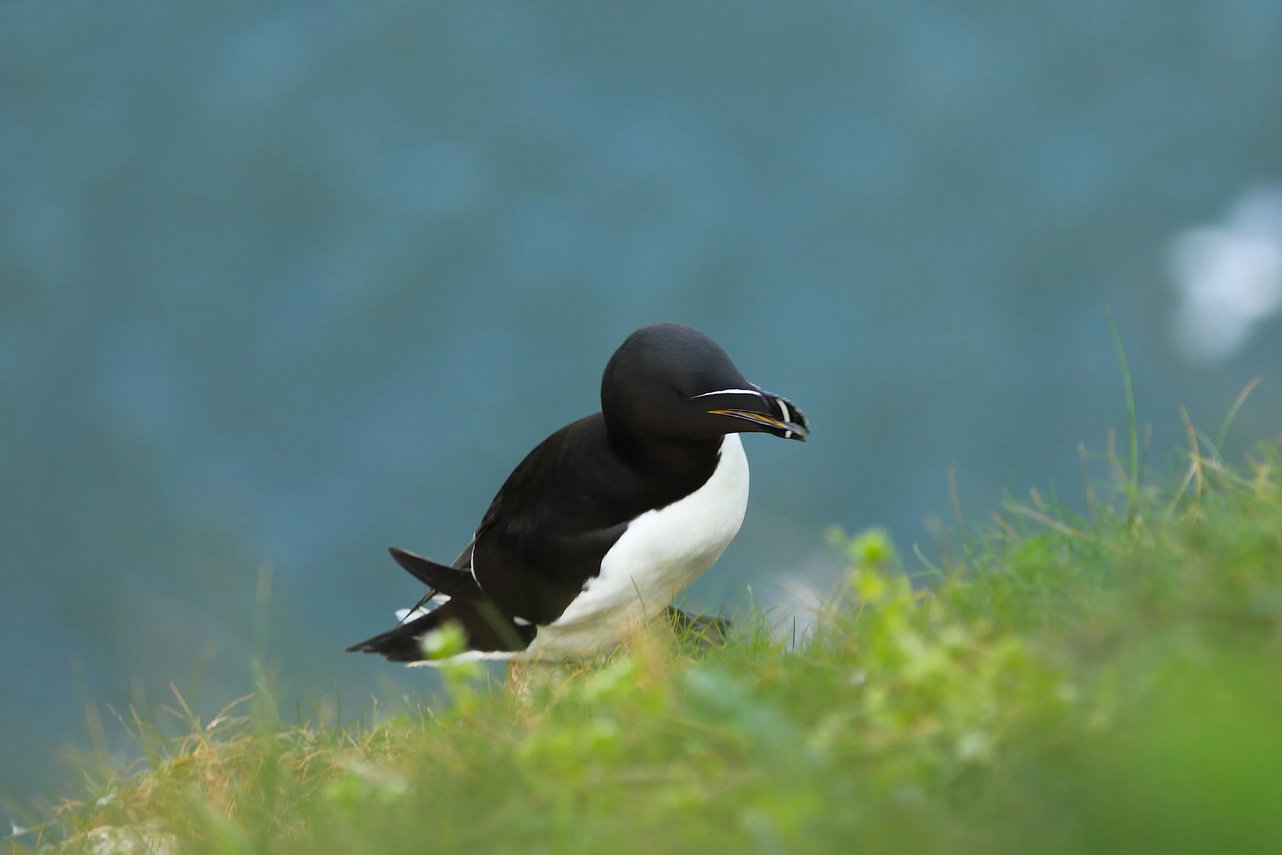 Flamborough / Bempton Cliffs