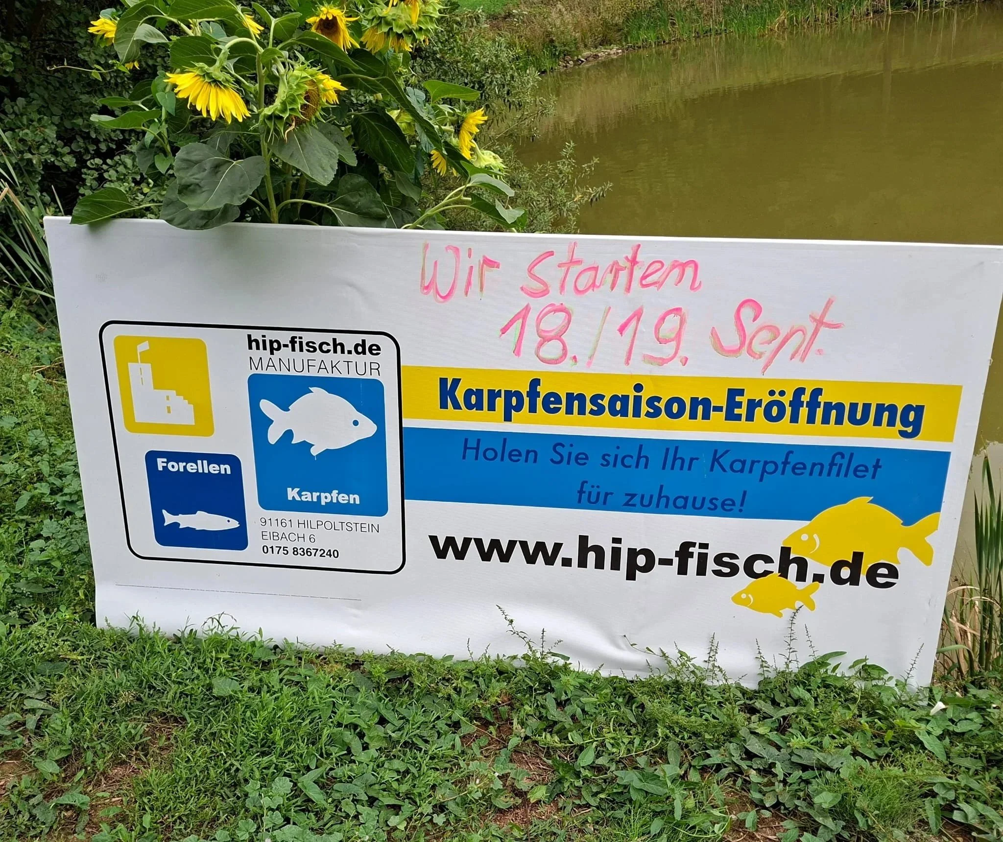 Ankündigung der Karpfensaison-Eröffnung am 18./19. September bei der Fischmanufaktur hip-fisch in Hilpoltstein mit Verkauf von Karpfenfilet für zuhause.