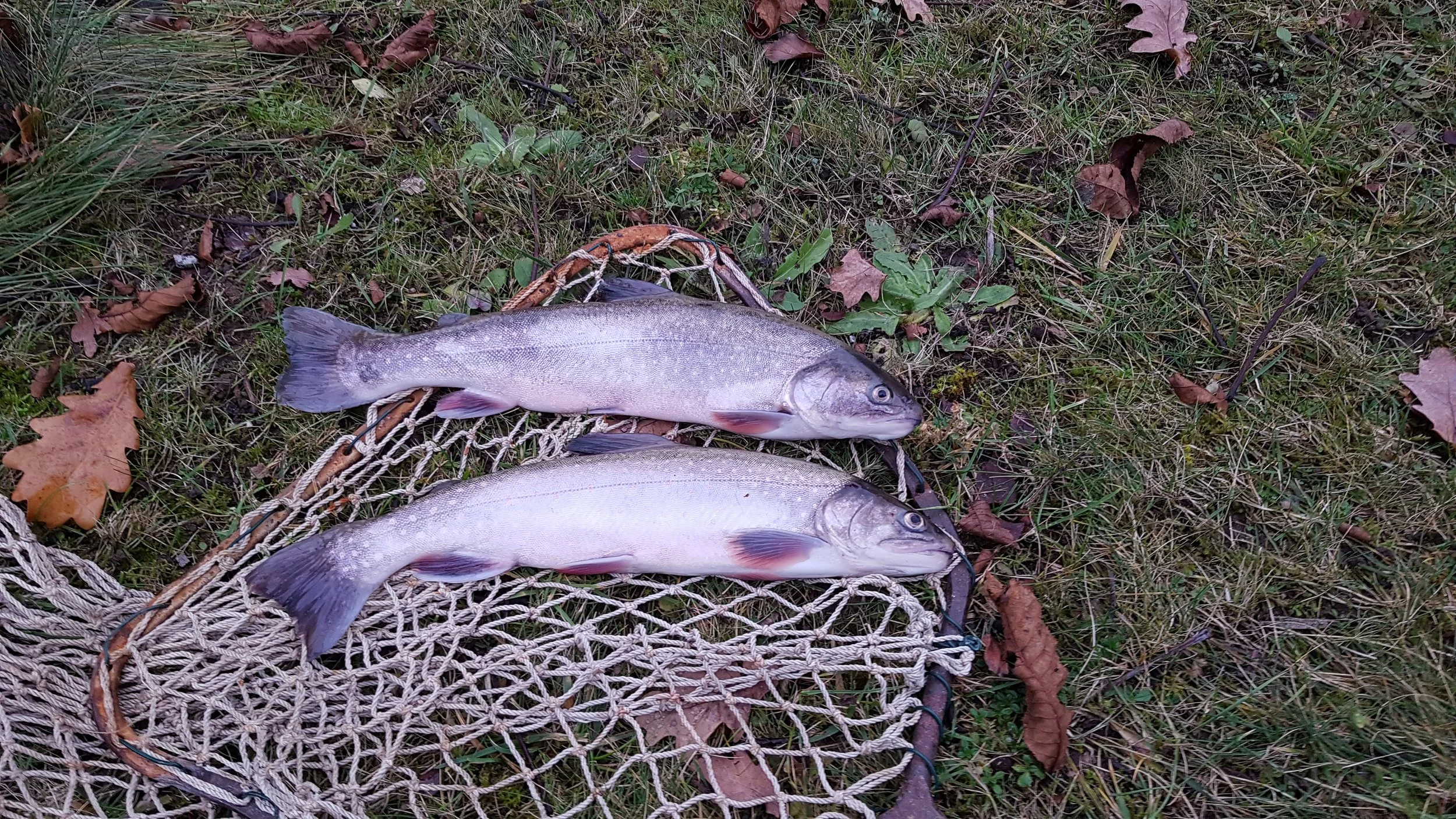 20201125_154923.jpg