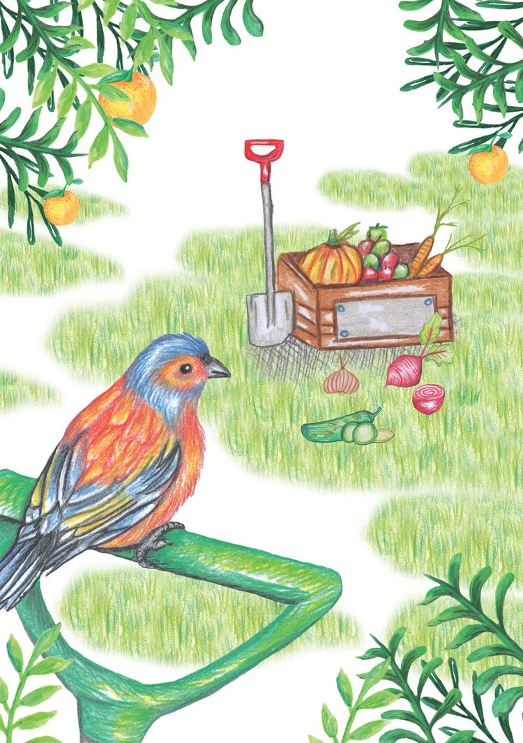 The birds bringing solace to our back gardens