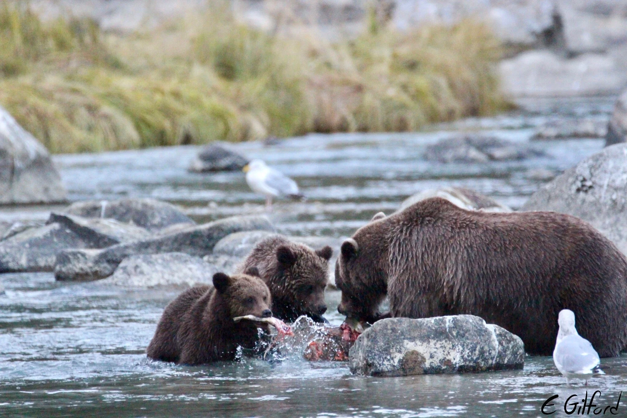 Bears in Alaska