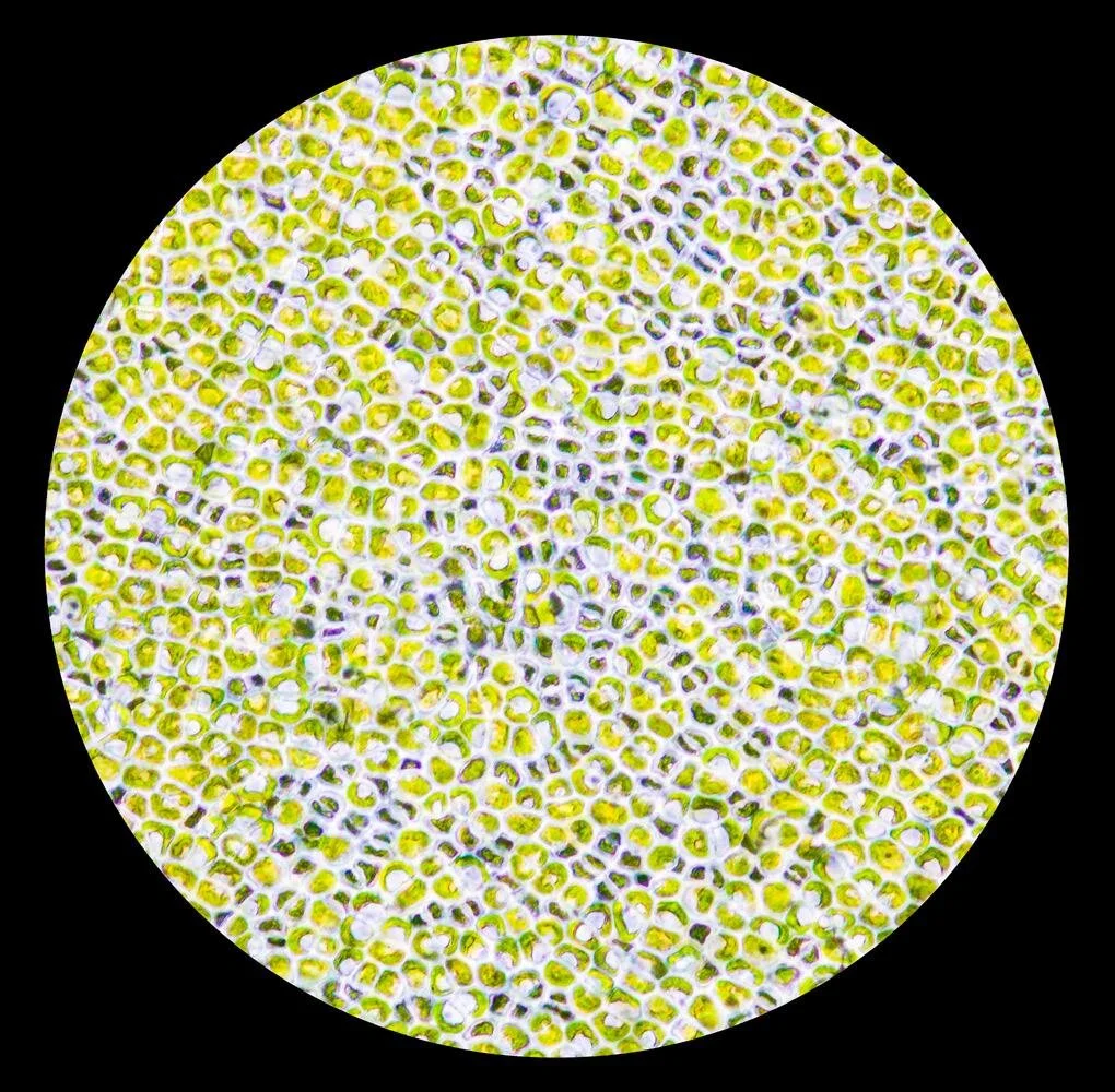 Seaweed under the microscope