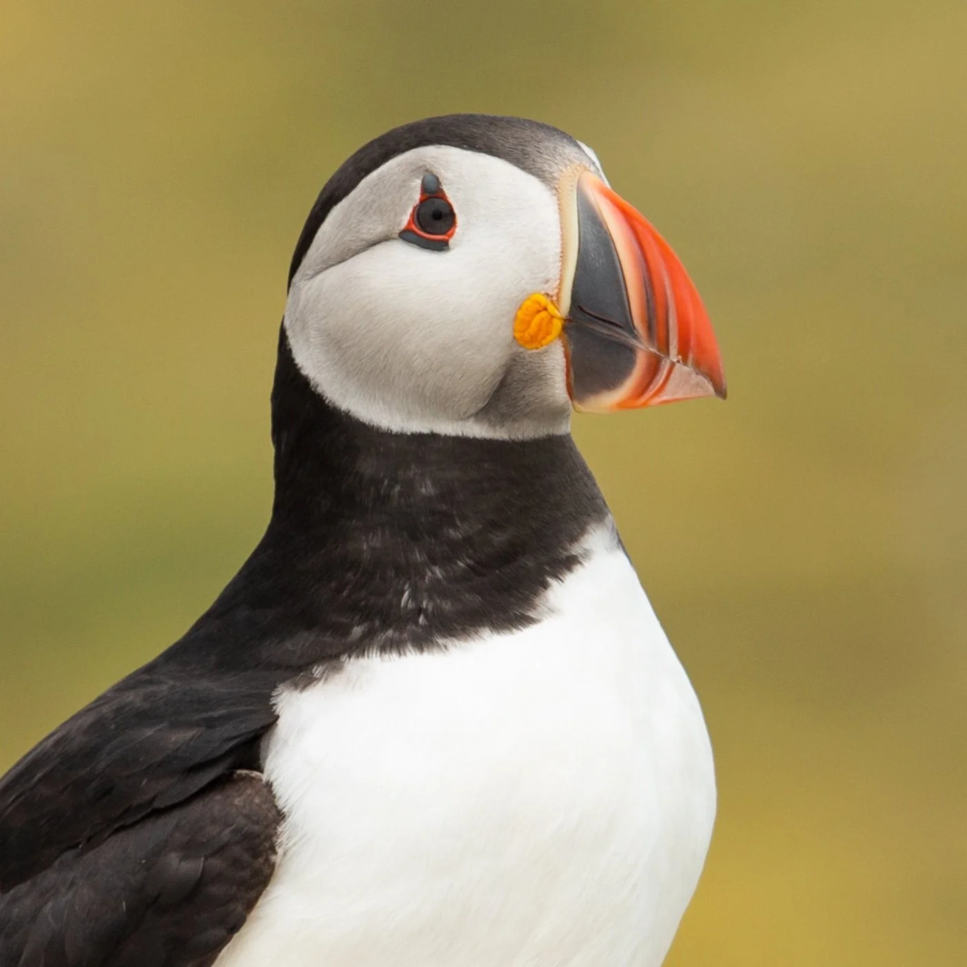 How to Help a Puffin