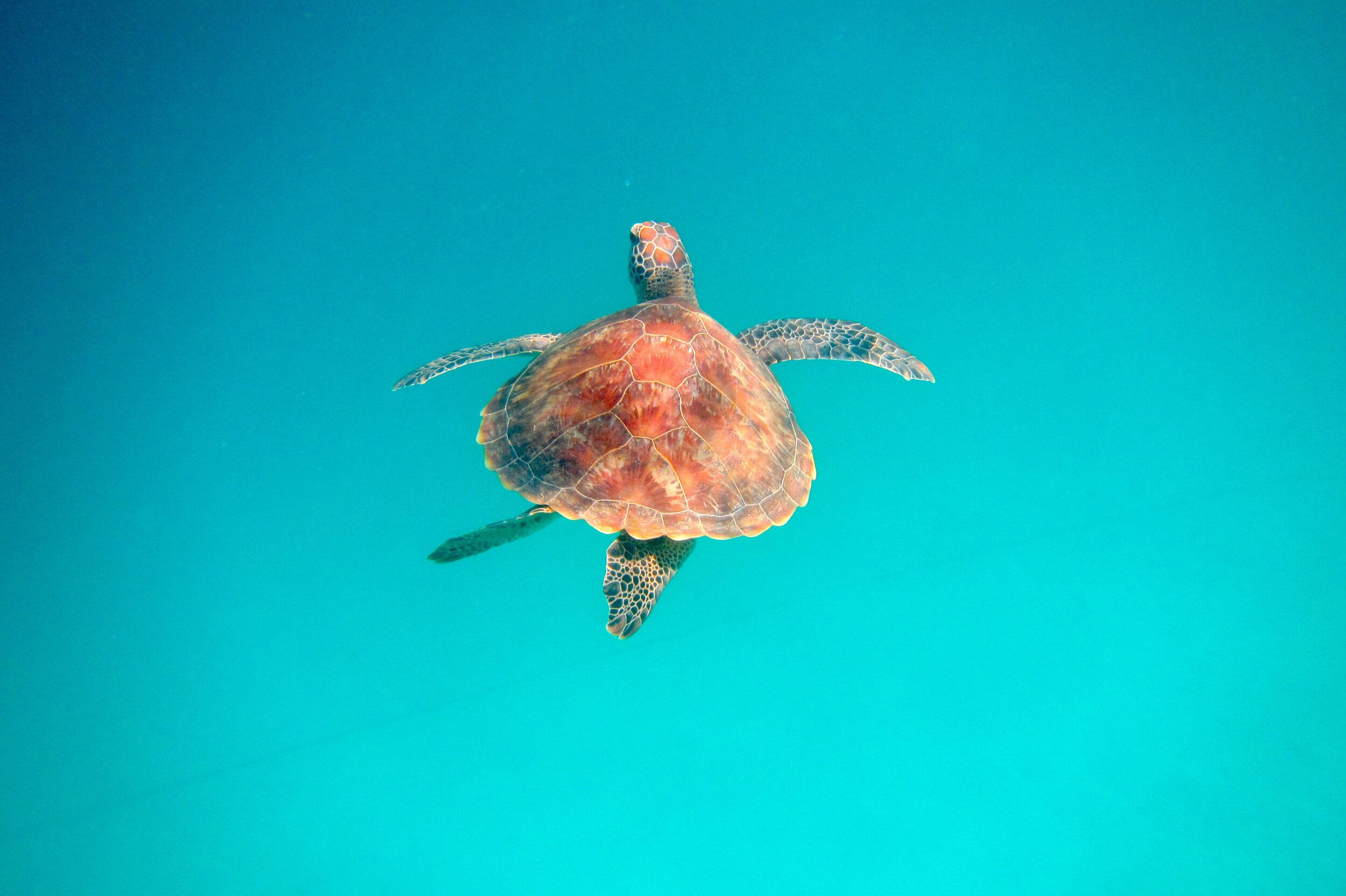 Hope for marine species