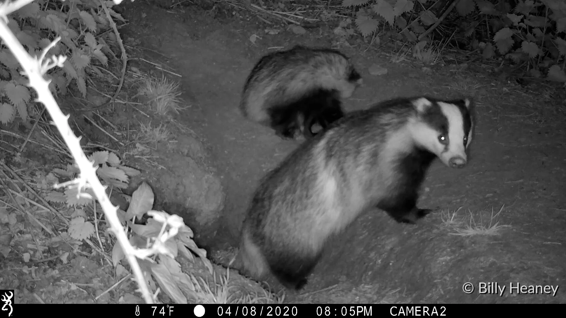 Uncovering 'nature’s best wildlife secrets' from home