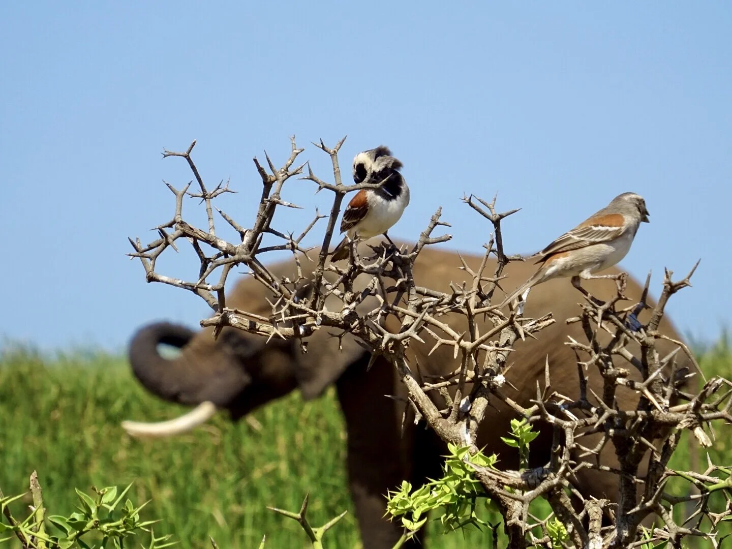 Lockdown in South Africa