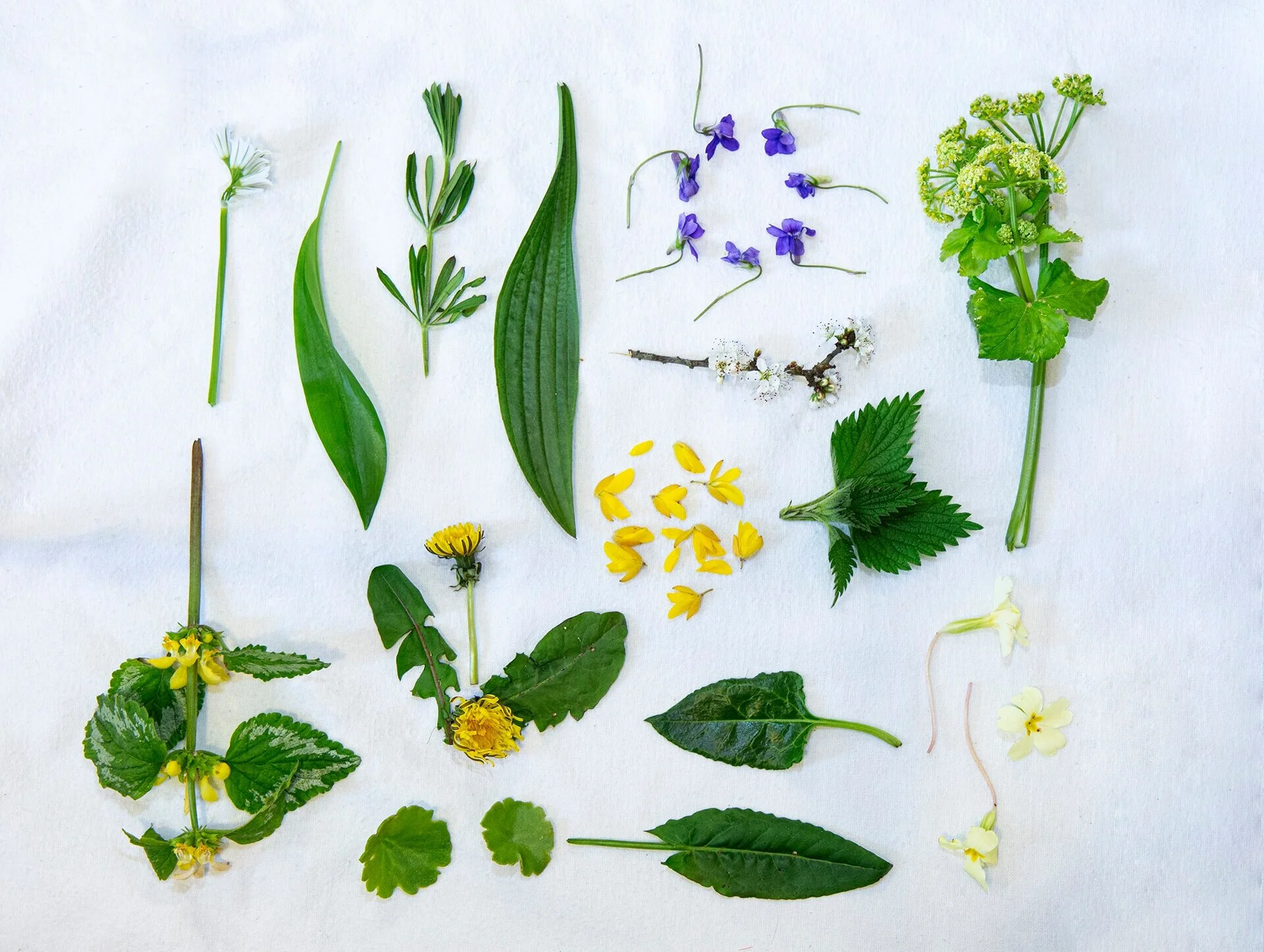 Nature’s Shopping List