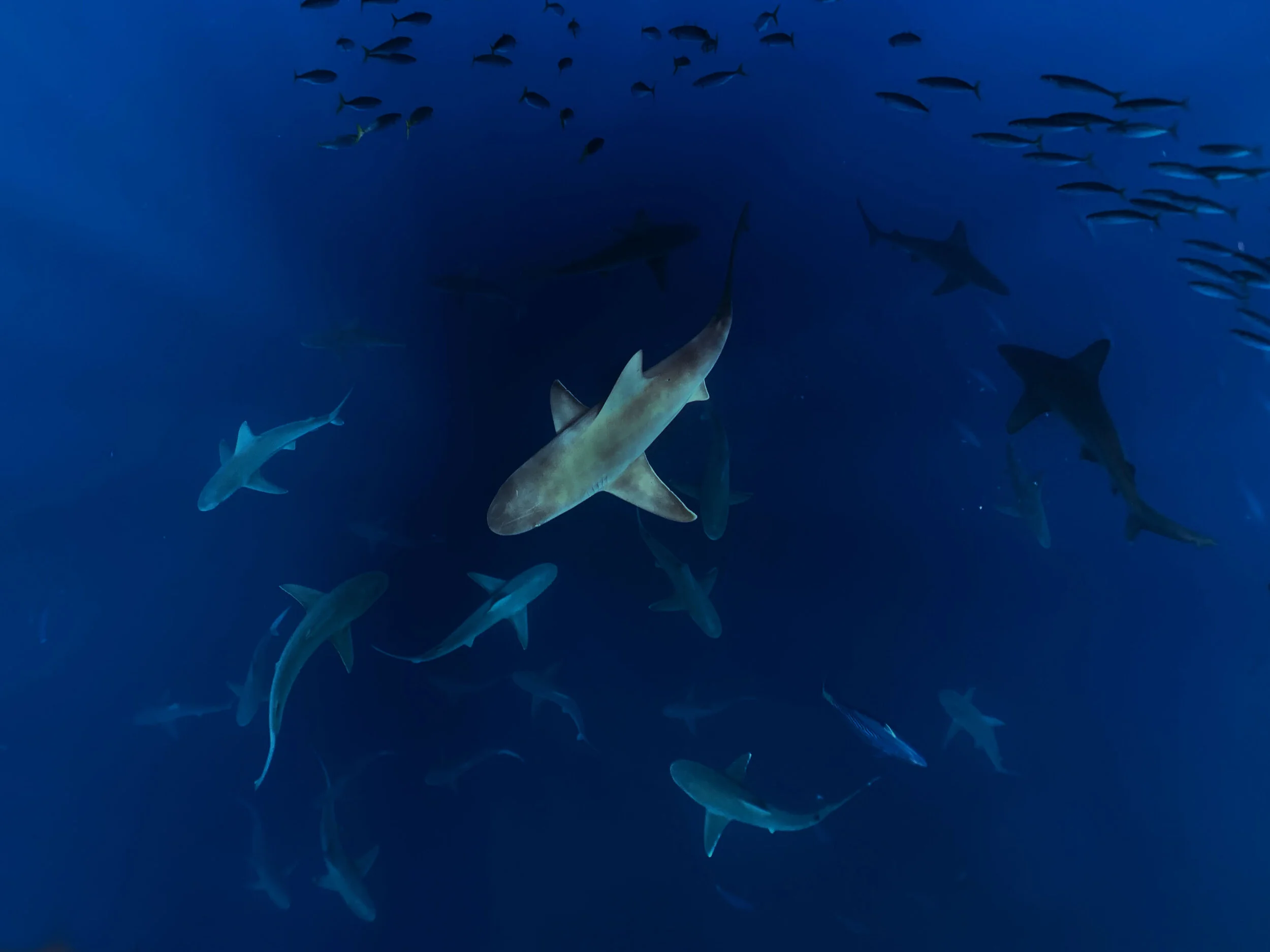 The White Blood Cells of the Ocean 