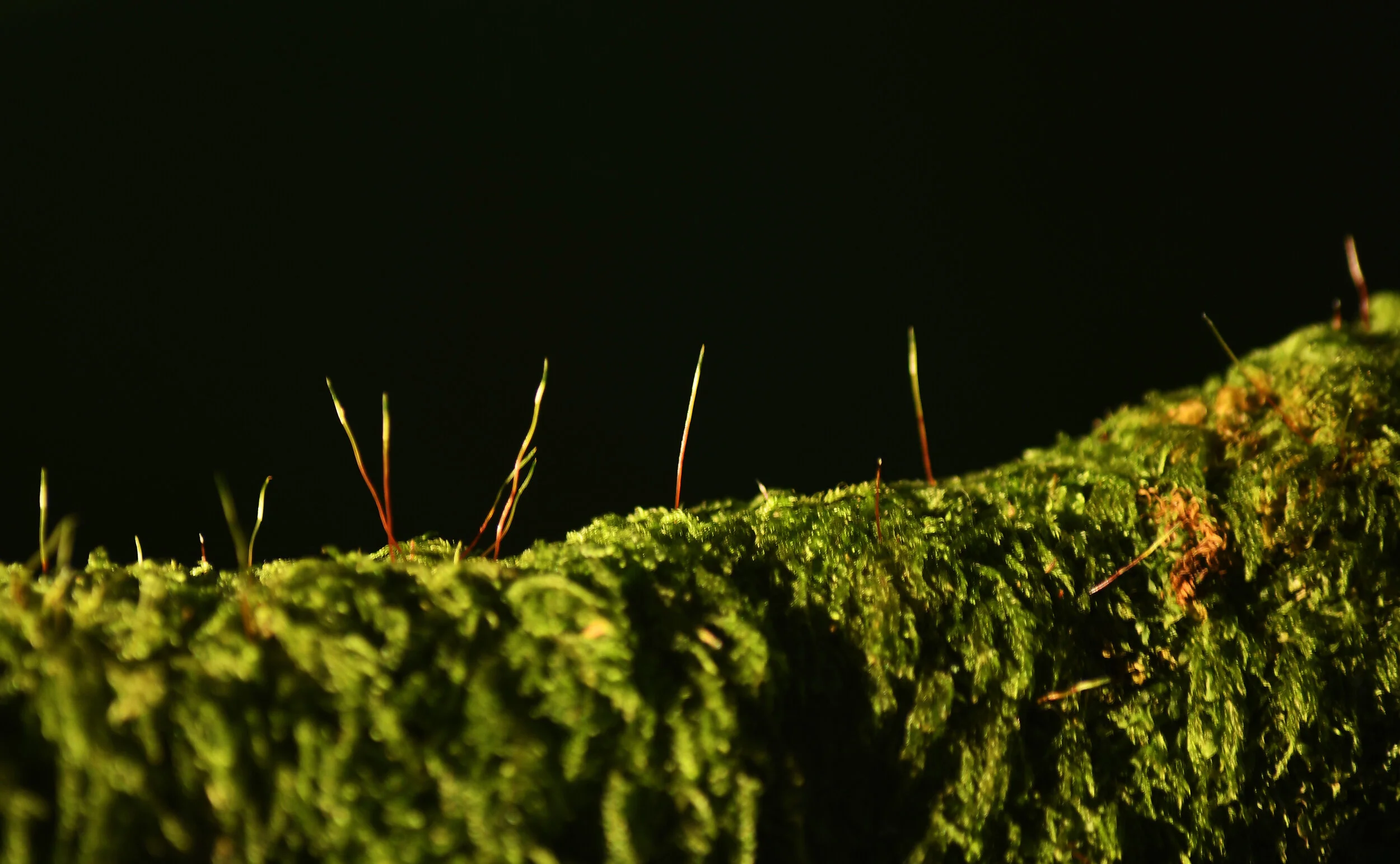 Hidden Worlds: In Search of Cornish Path Moss