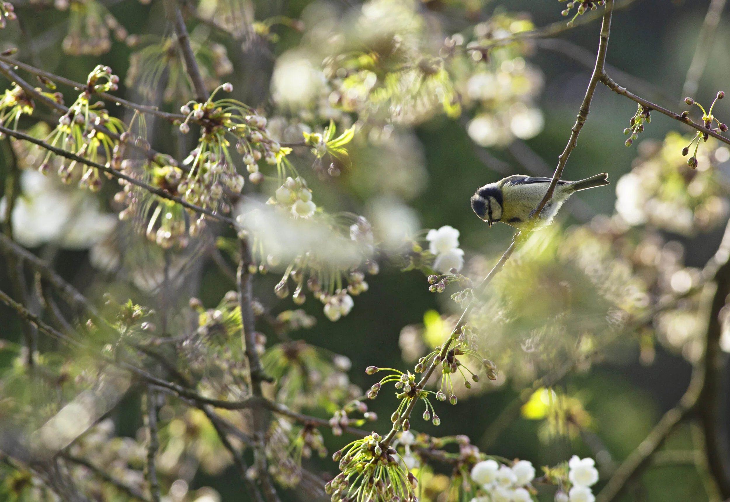Account For Your Local Park - You Need To