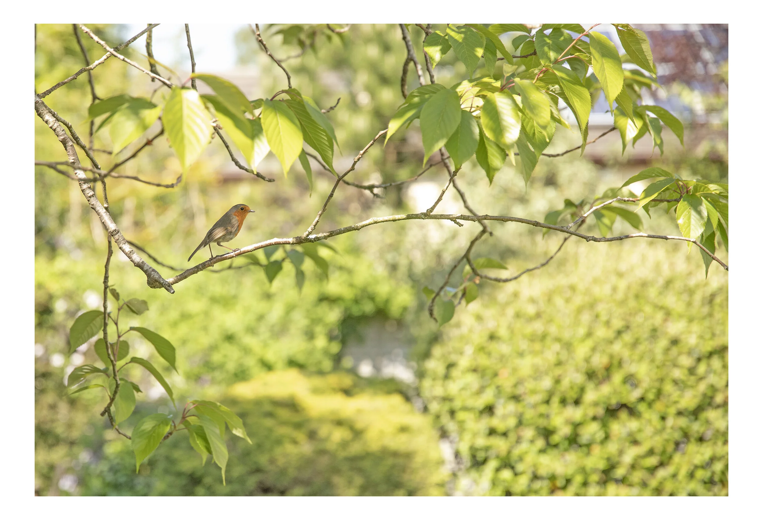 A Story About a Robin 