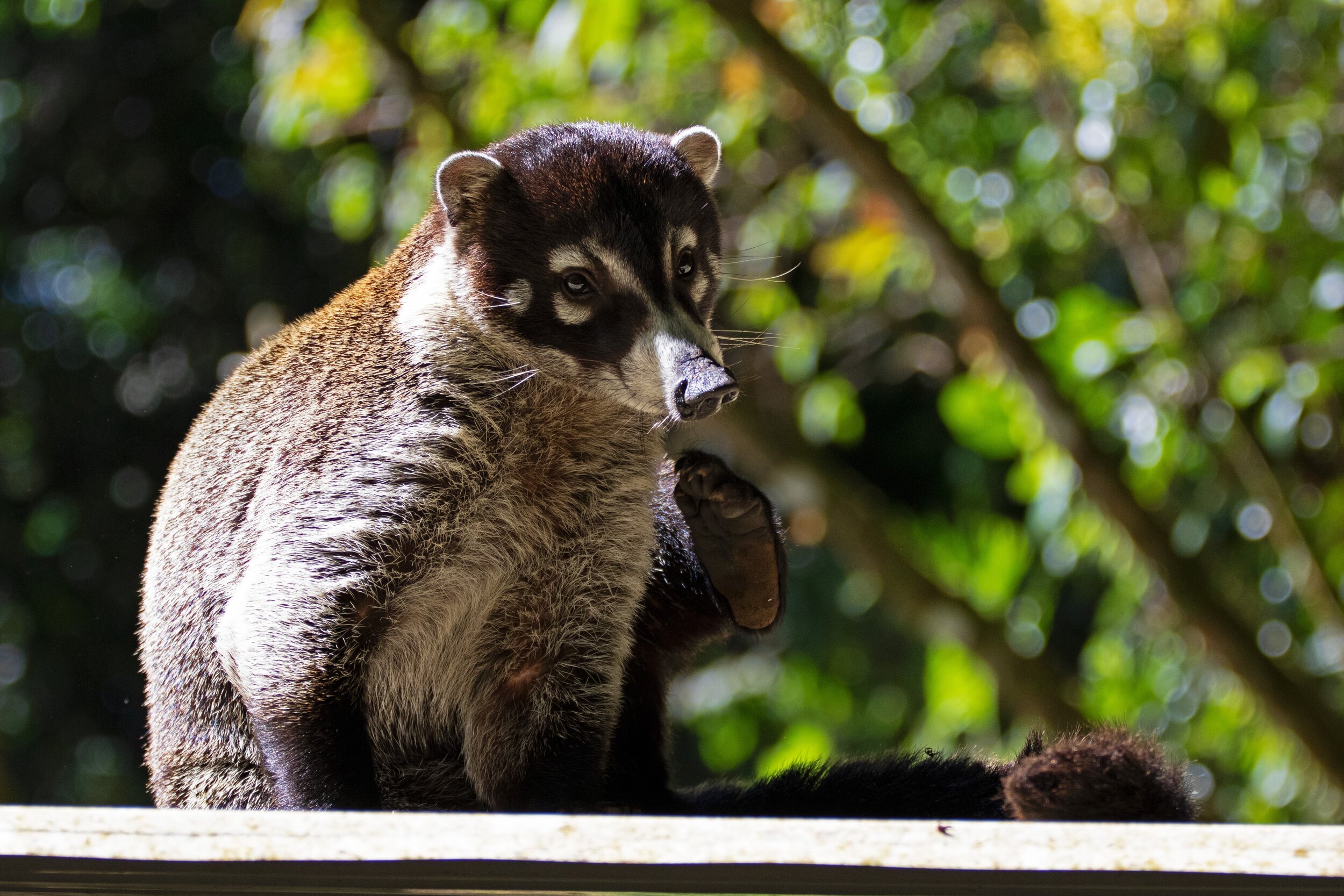 The pride in PURA VIDA 
