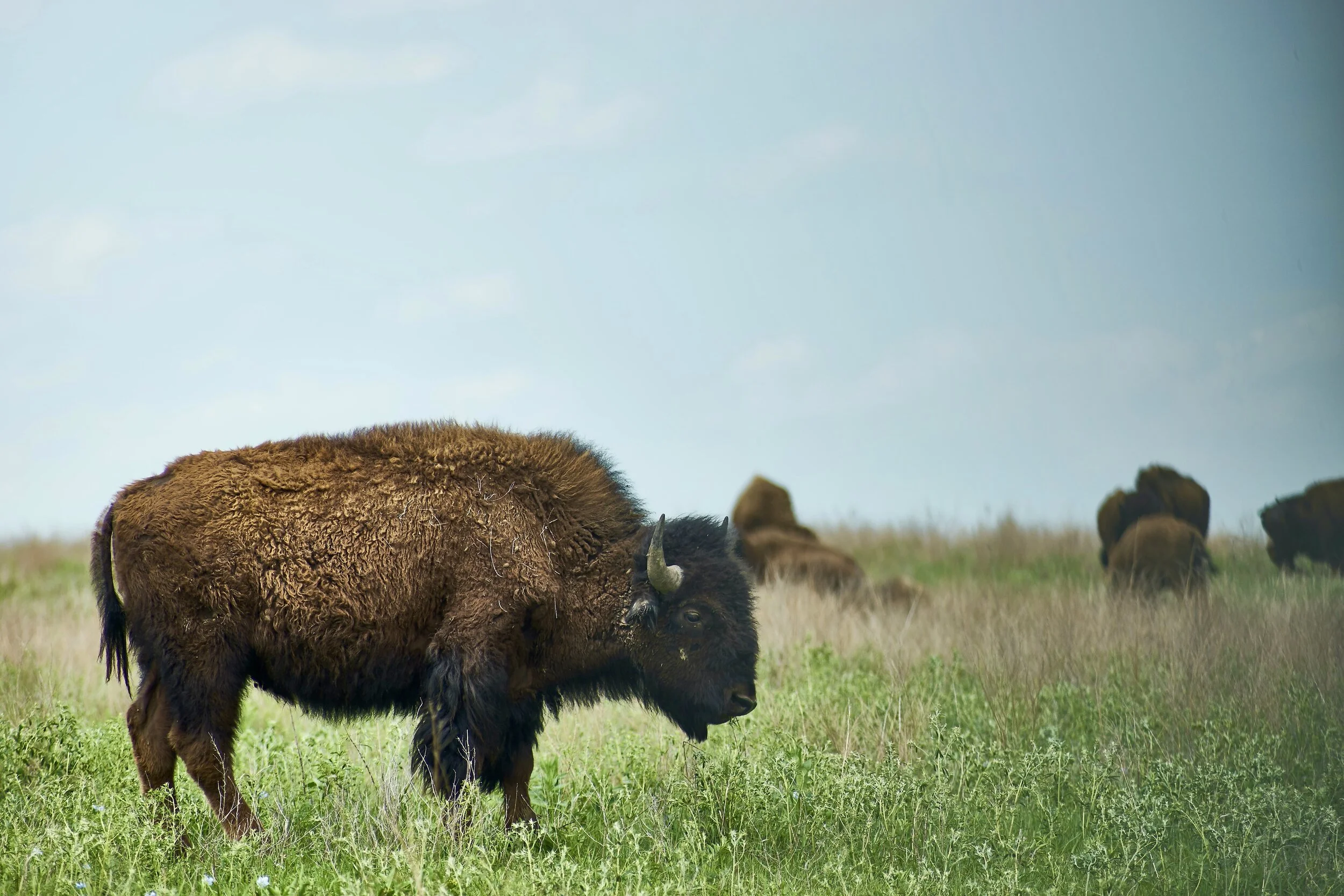 How will Bison Change the Environment?