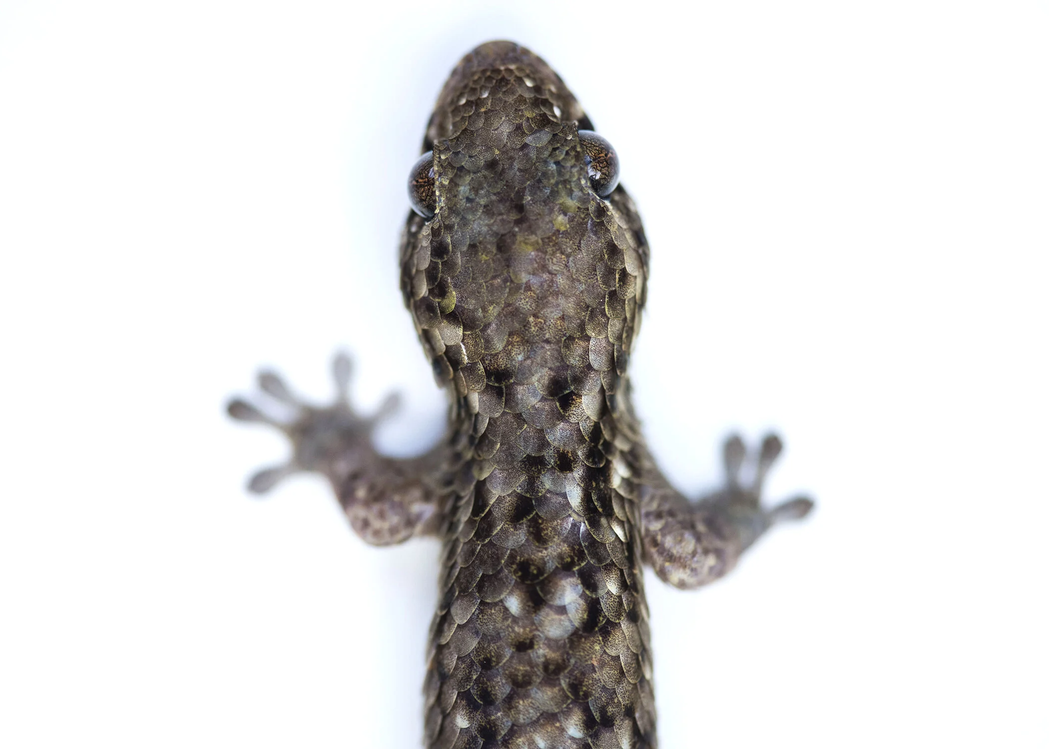 Into the Forests of Madagascar