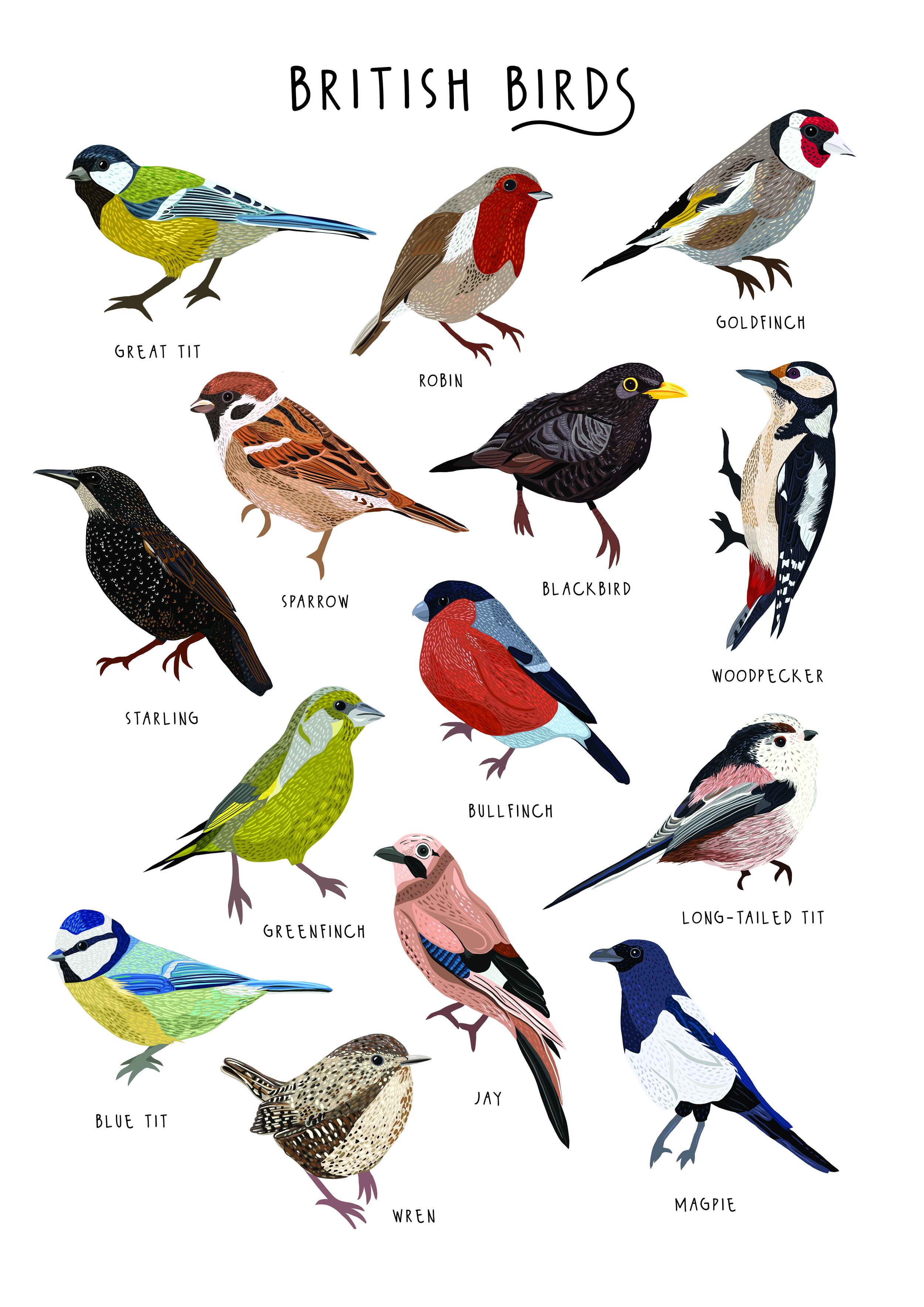 Illustrator - Bea Baranowska