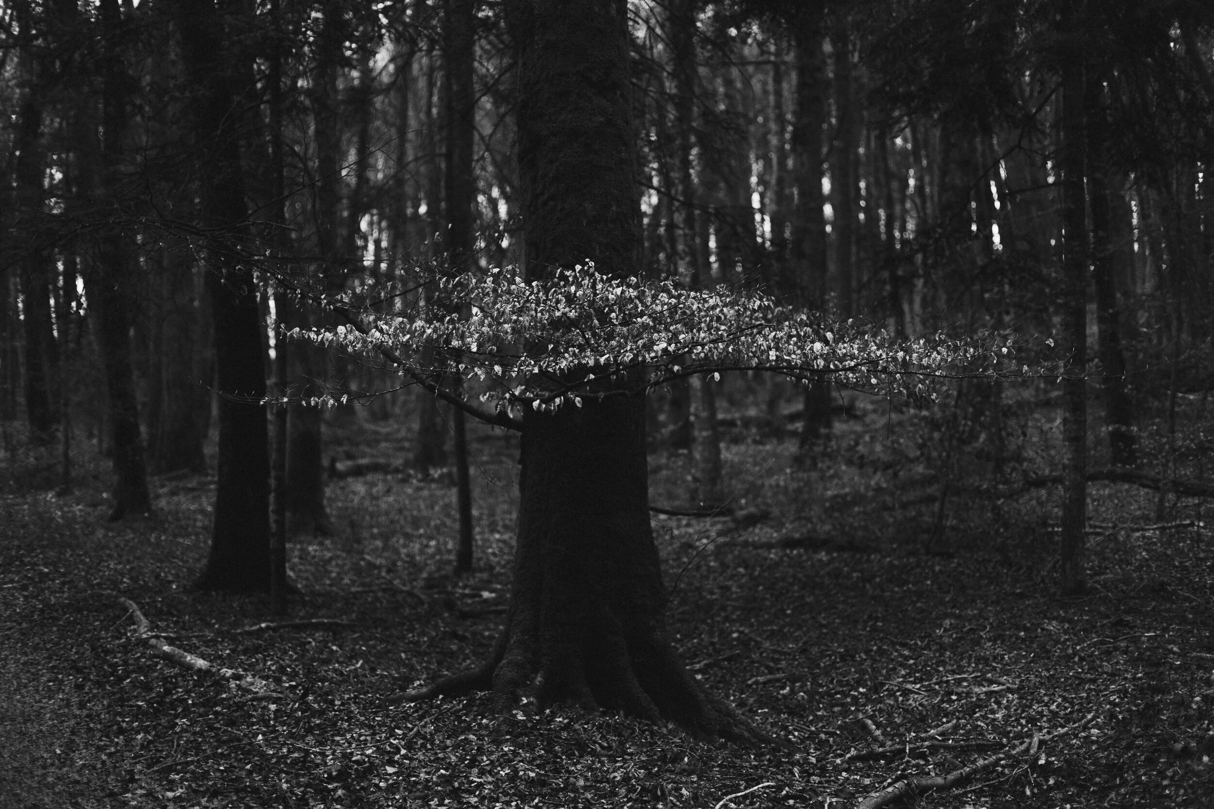 Dragonflies - Danielle Andrews  