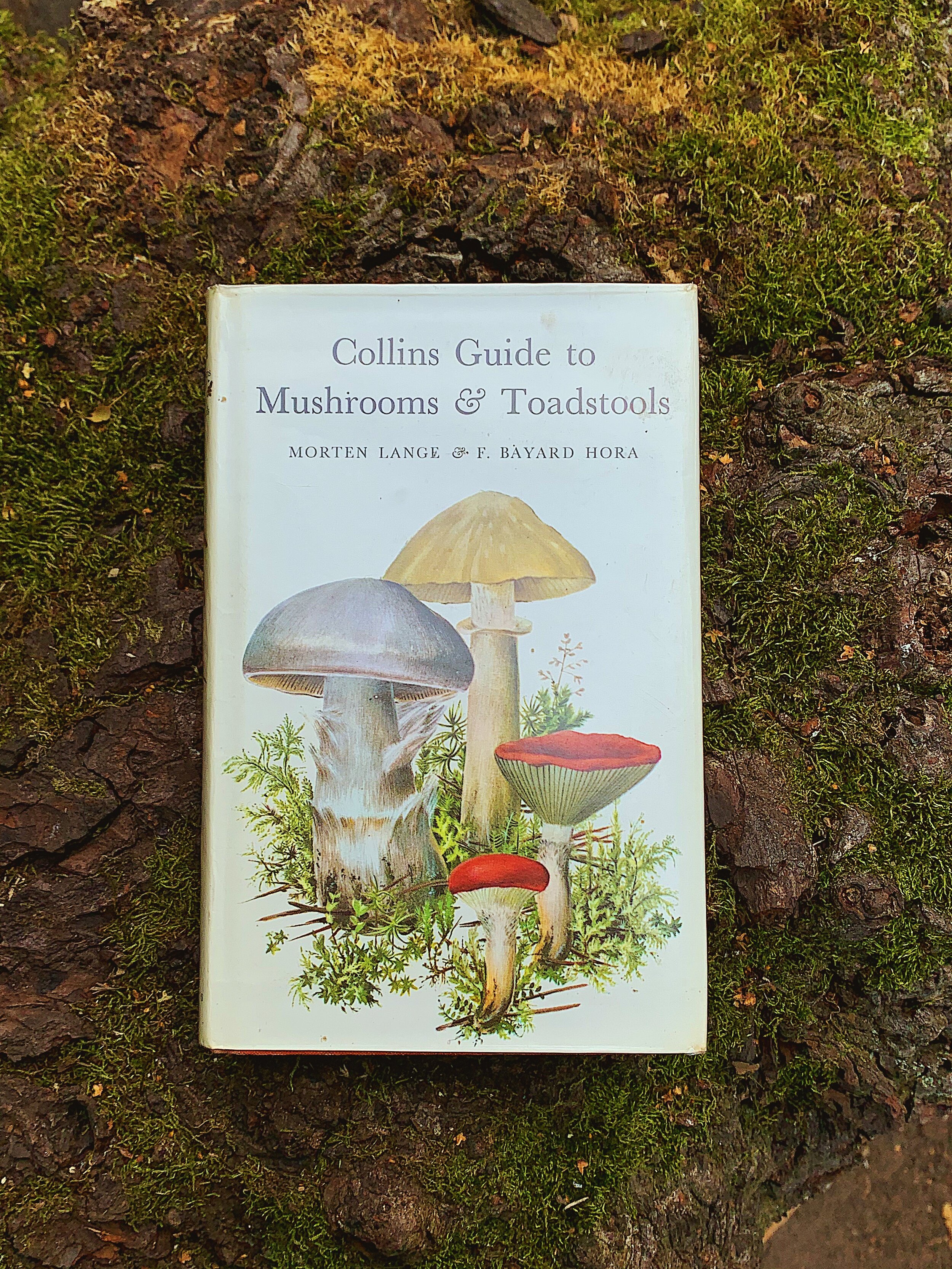 Autumn Treasures: The Fascinating World of Fungi