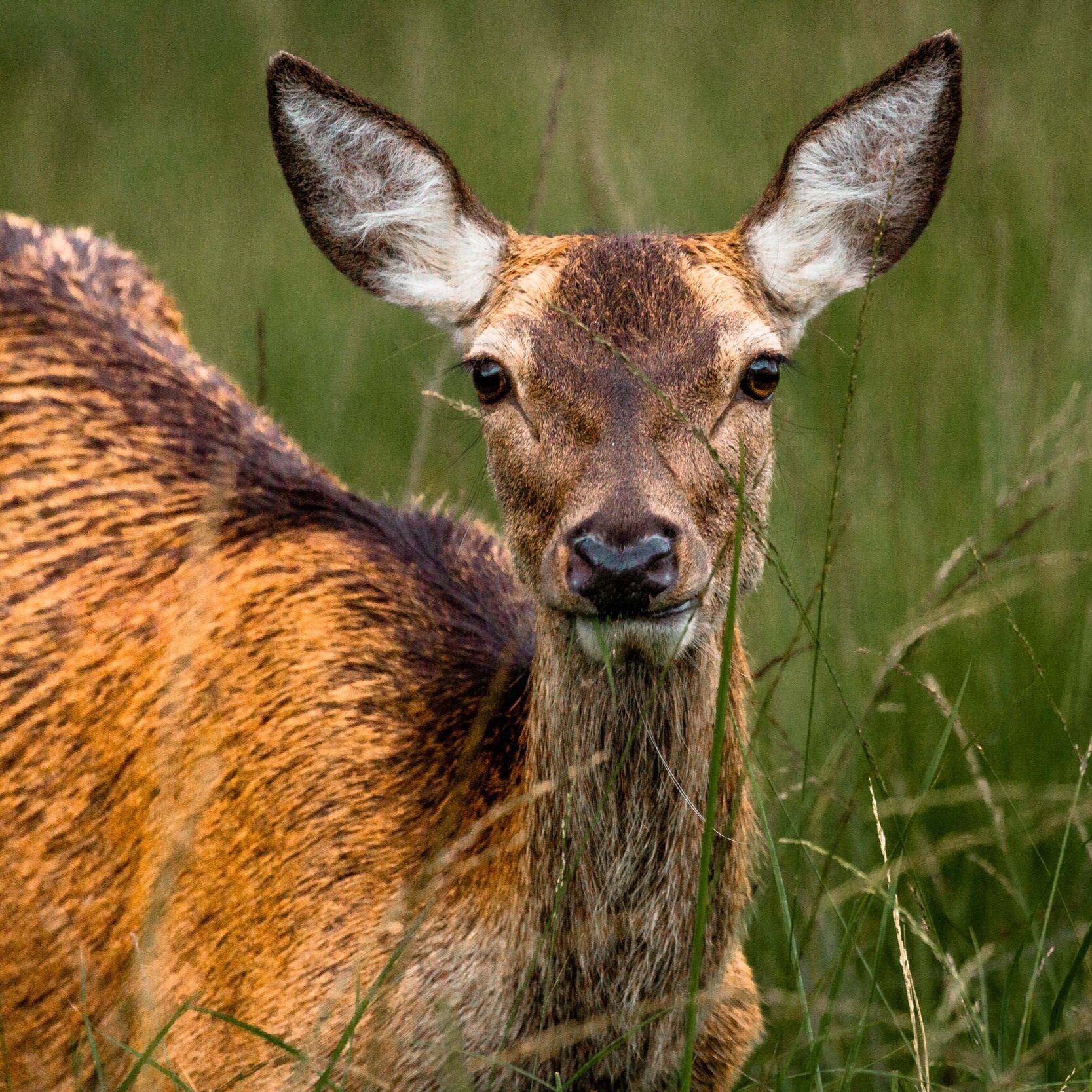 This Month: British Wildlife in October
