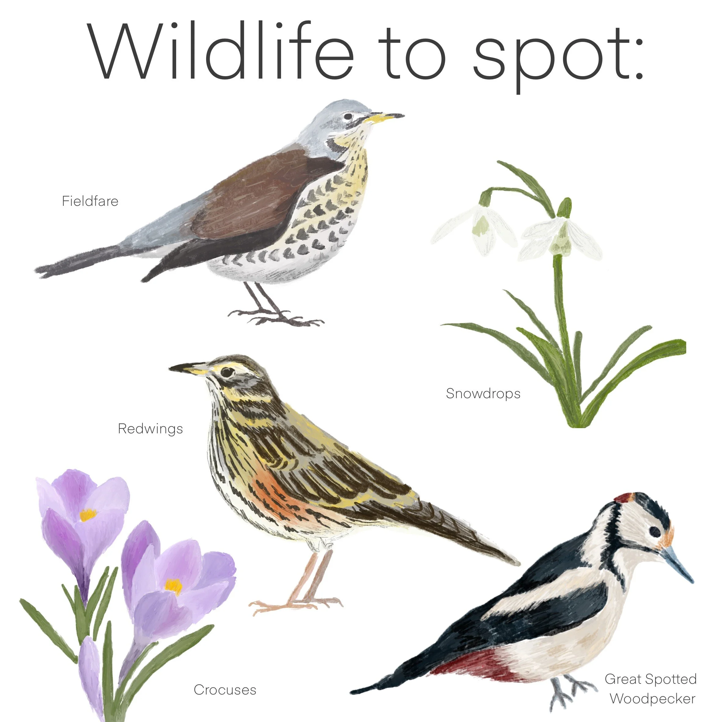 This Month: British Wildlife in February