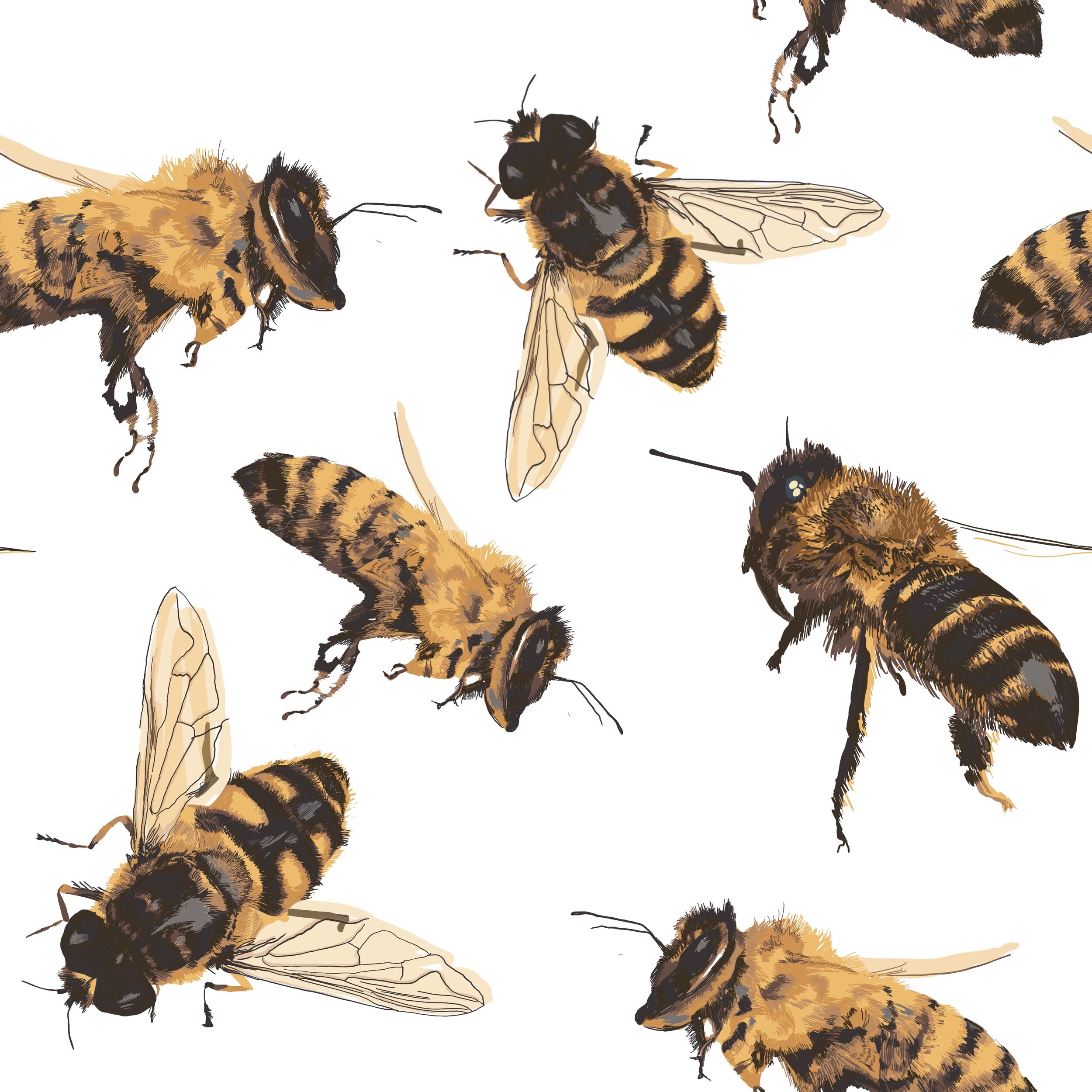 The Wonderful World of Bees