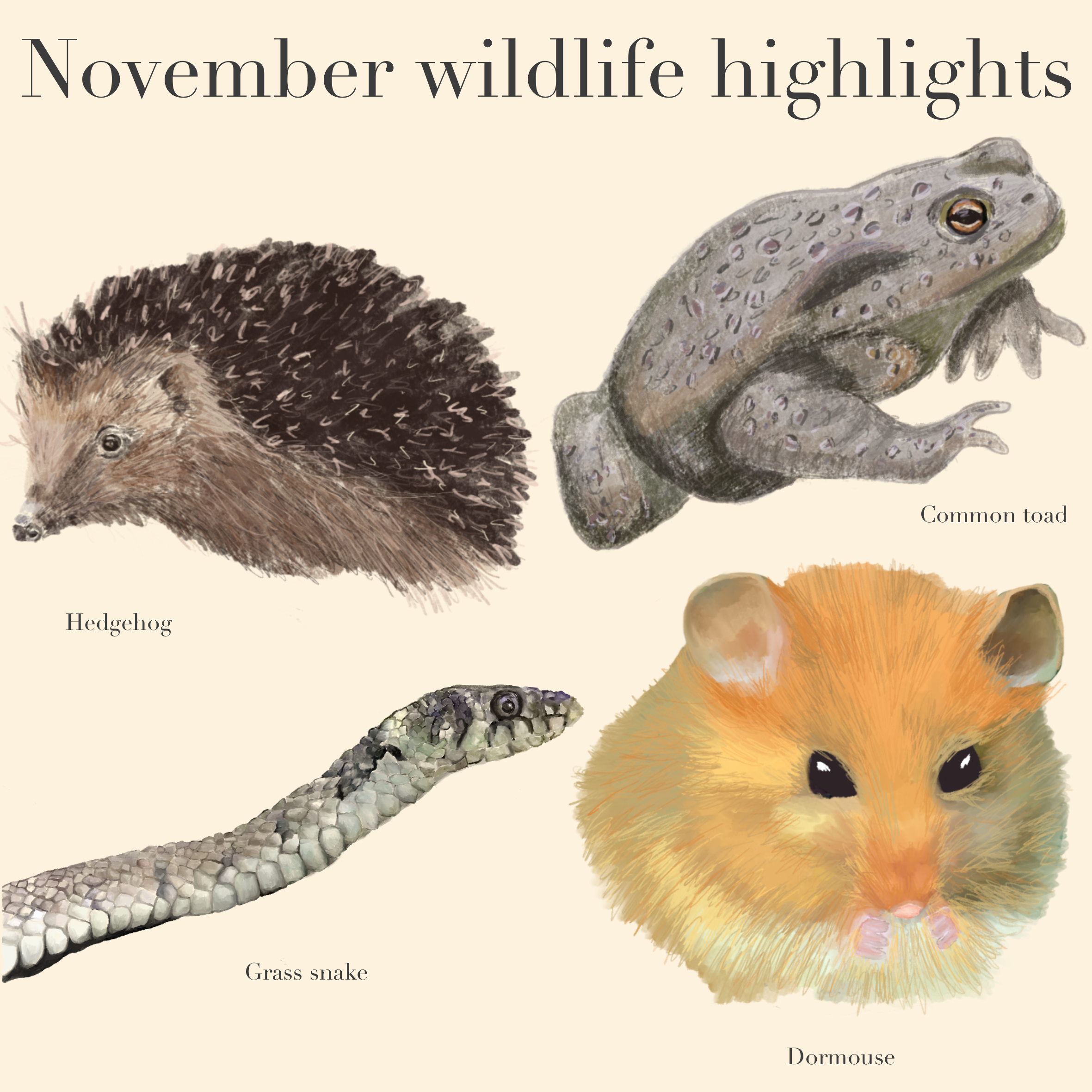 Wildlife Highlights: Wildlife in November – A look into Hibernation