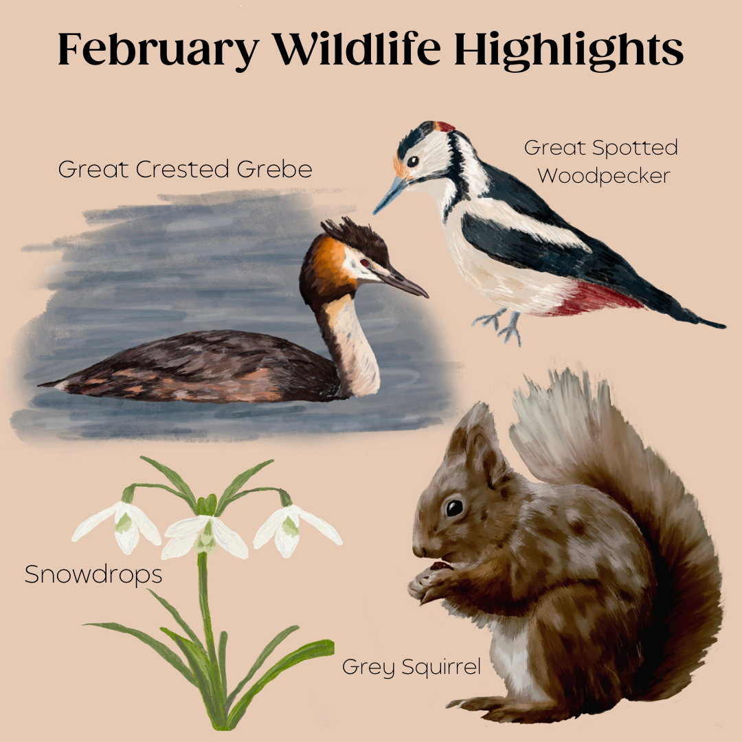 Wildlife Highlights: Wildlife in February - Getting ready for Spring