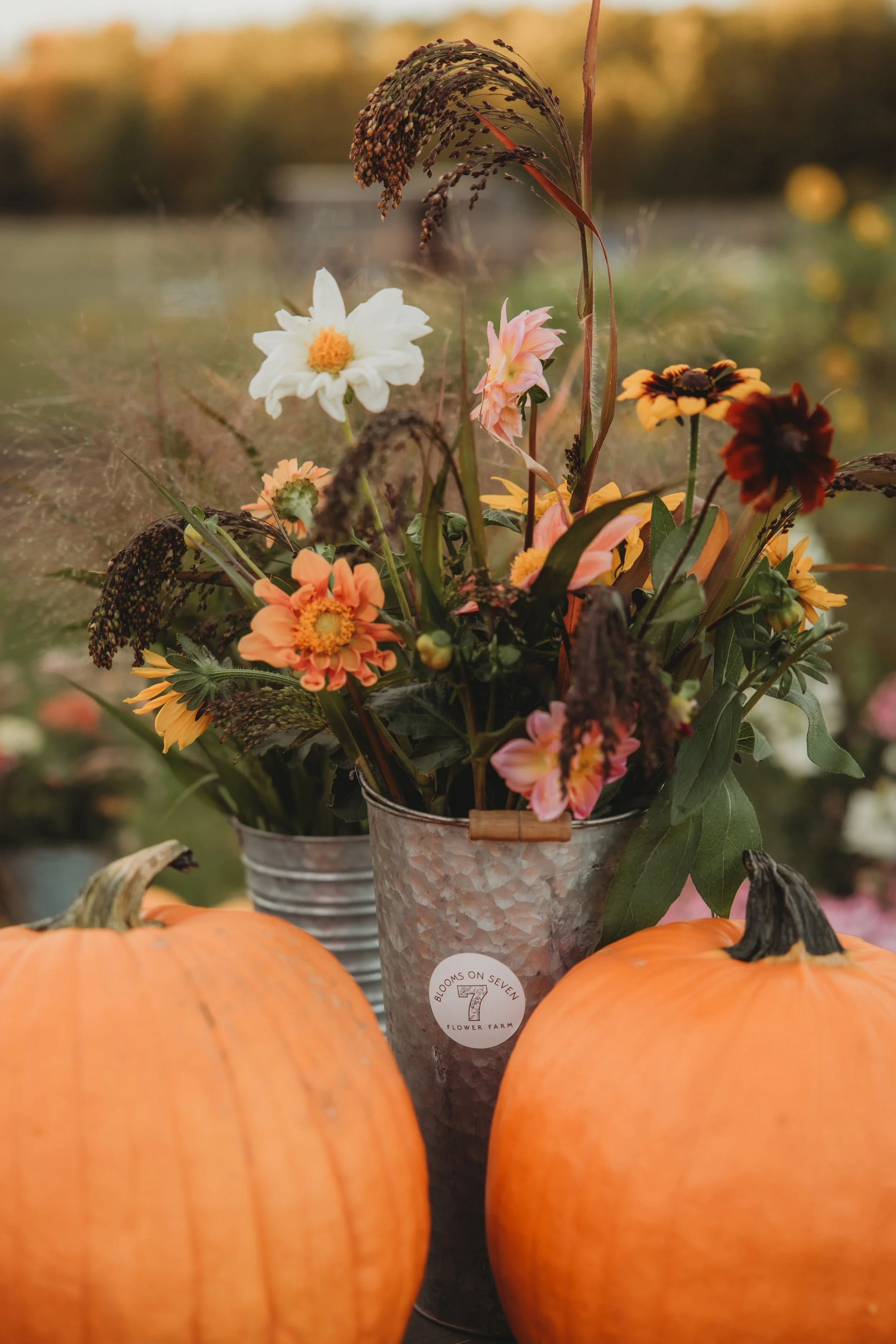 Bon7_Pumpkins-40.jpg