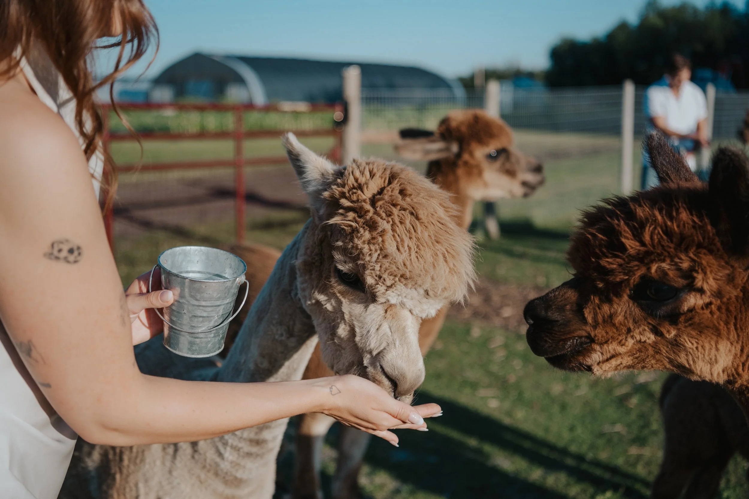 blooms on 7 alpacas.jpg