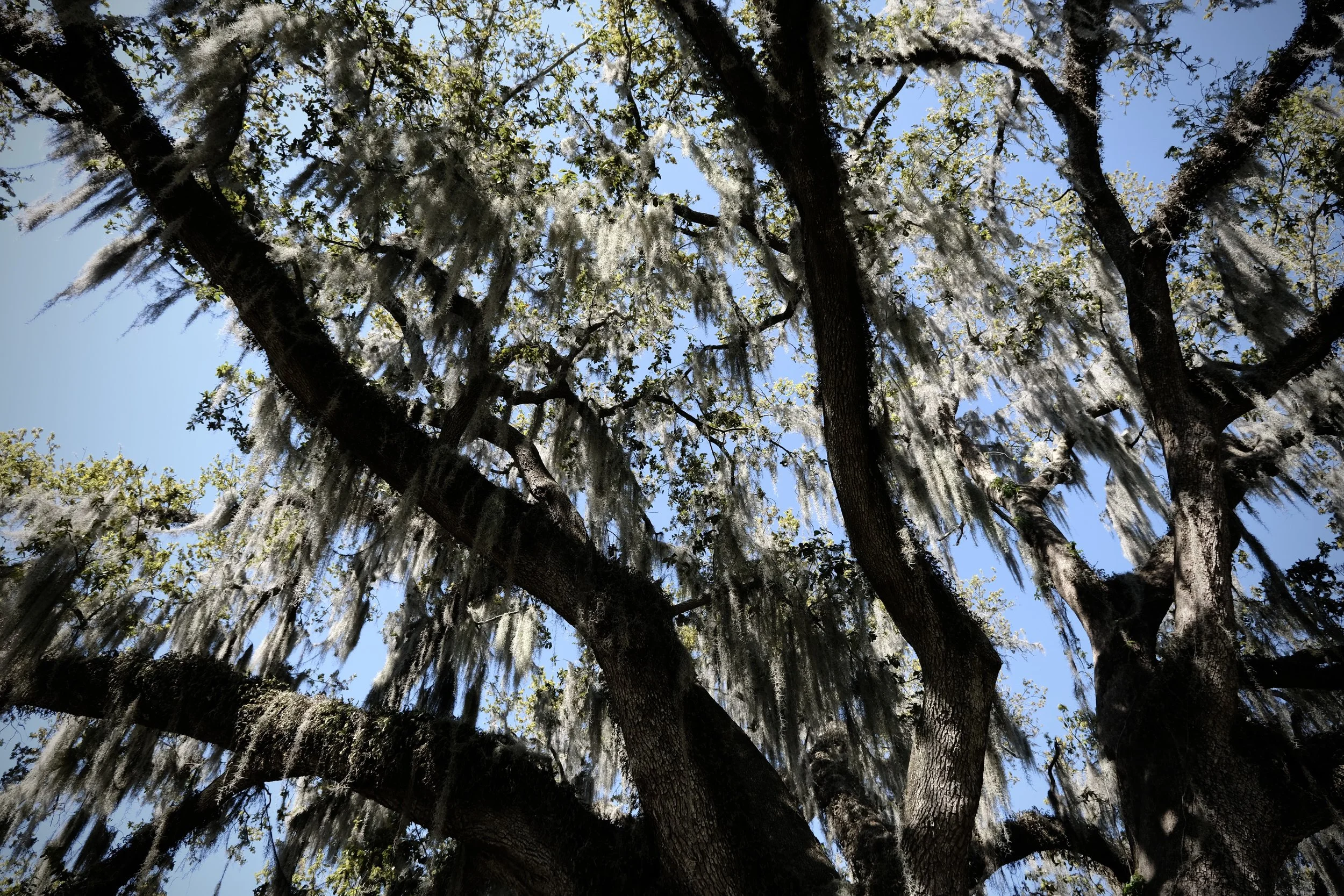 New Orleans in Spring