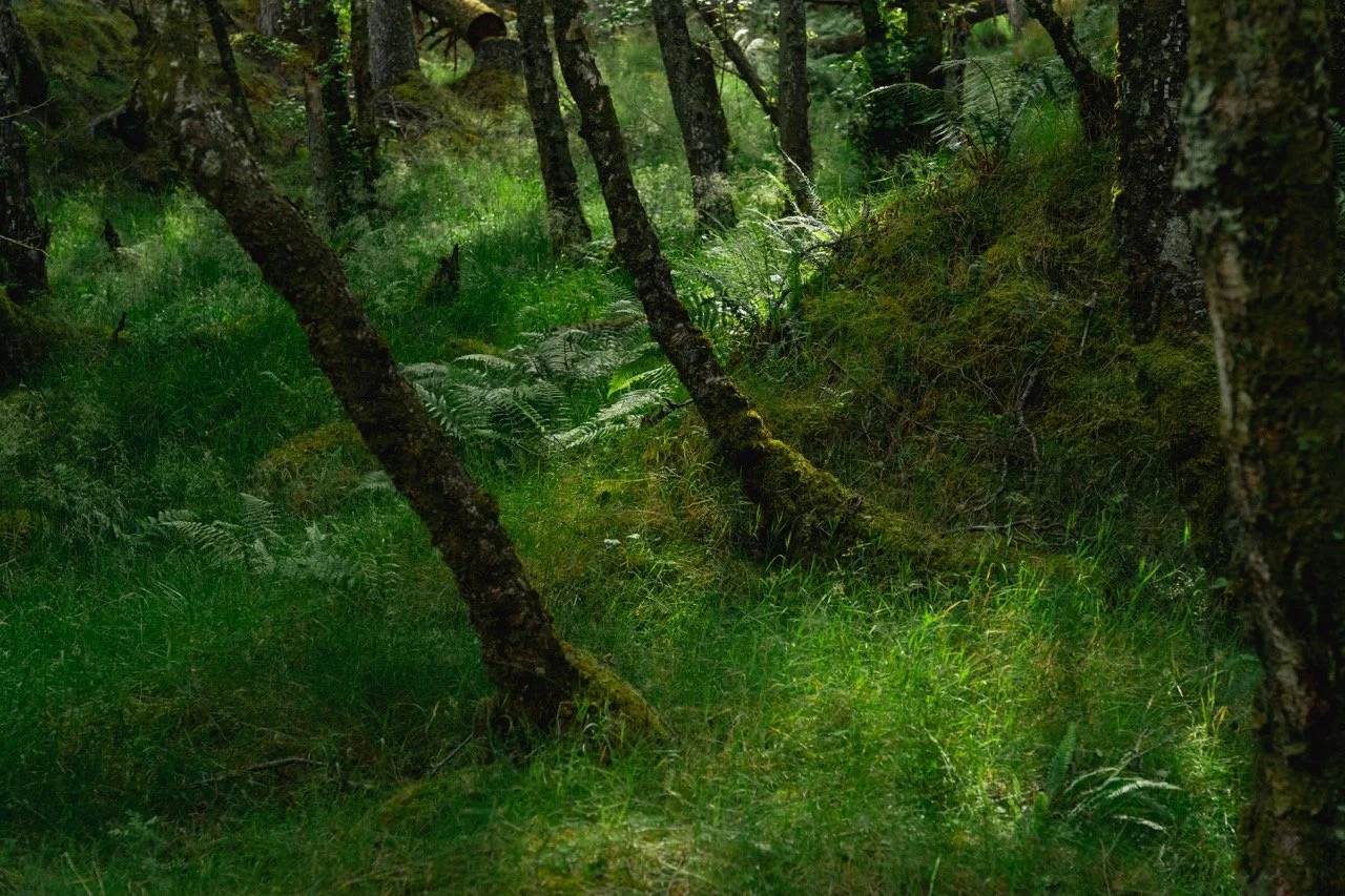 trees-1 Large.jpeg