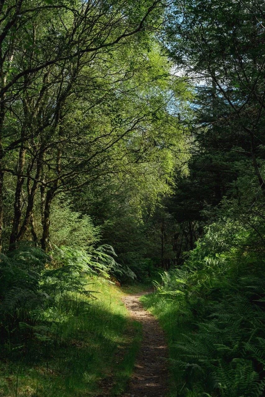 trees-2 Large.jpeg