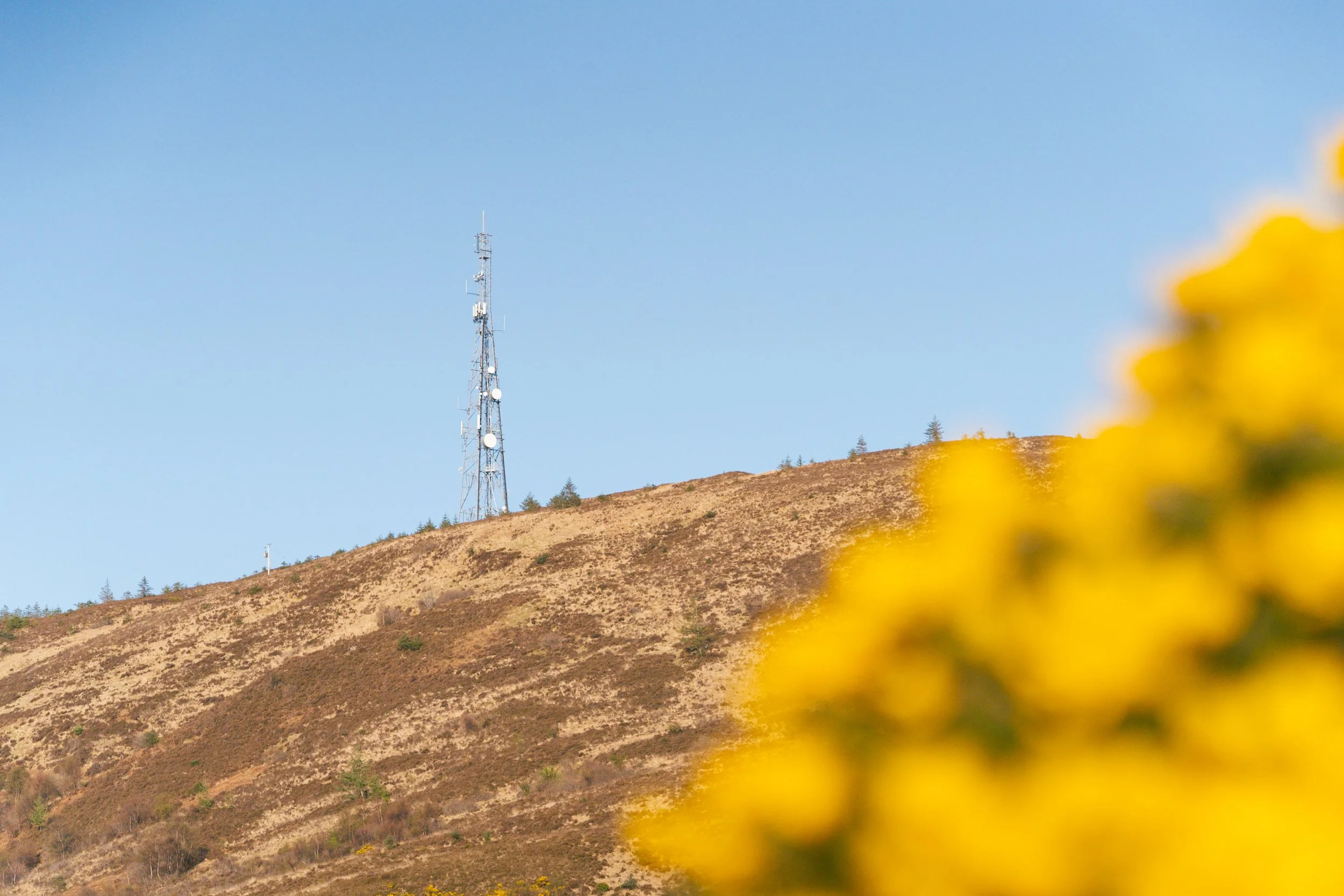 gorse- Aeon Creative-2-2.jpg
