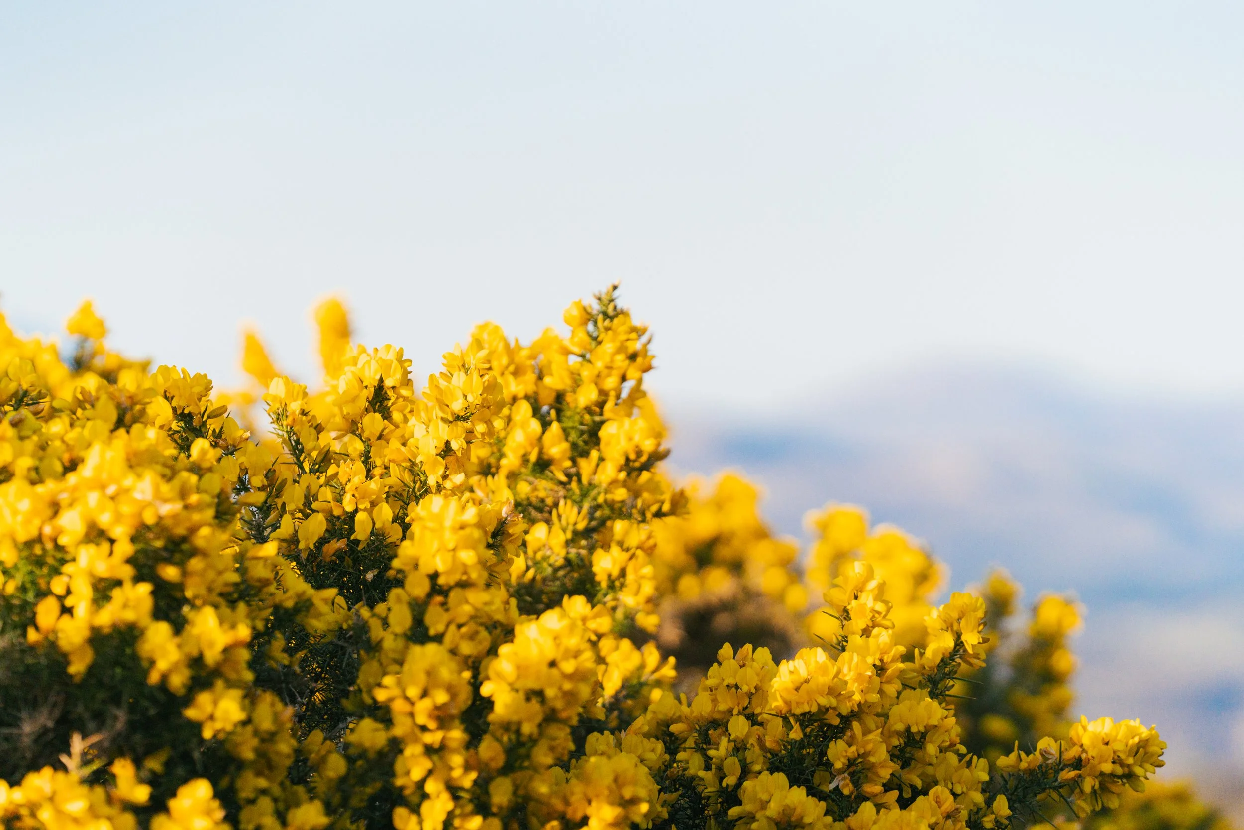 gorse- Aeon Creative.jpg