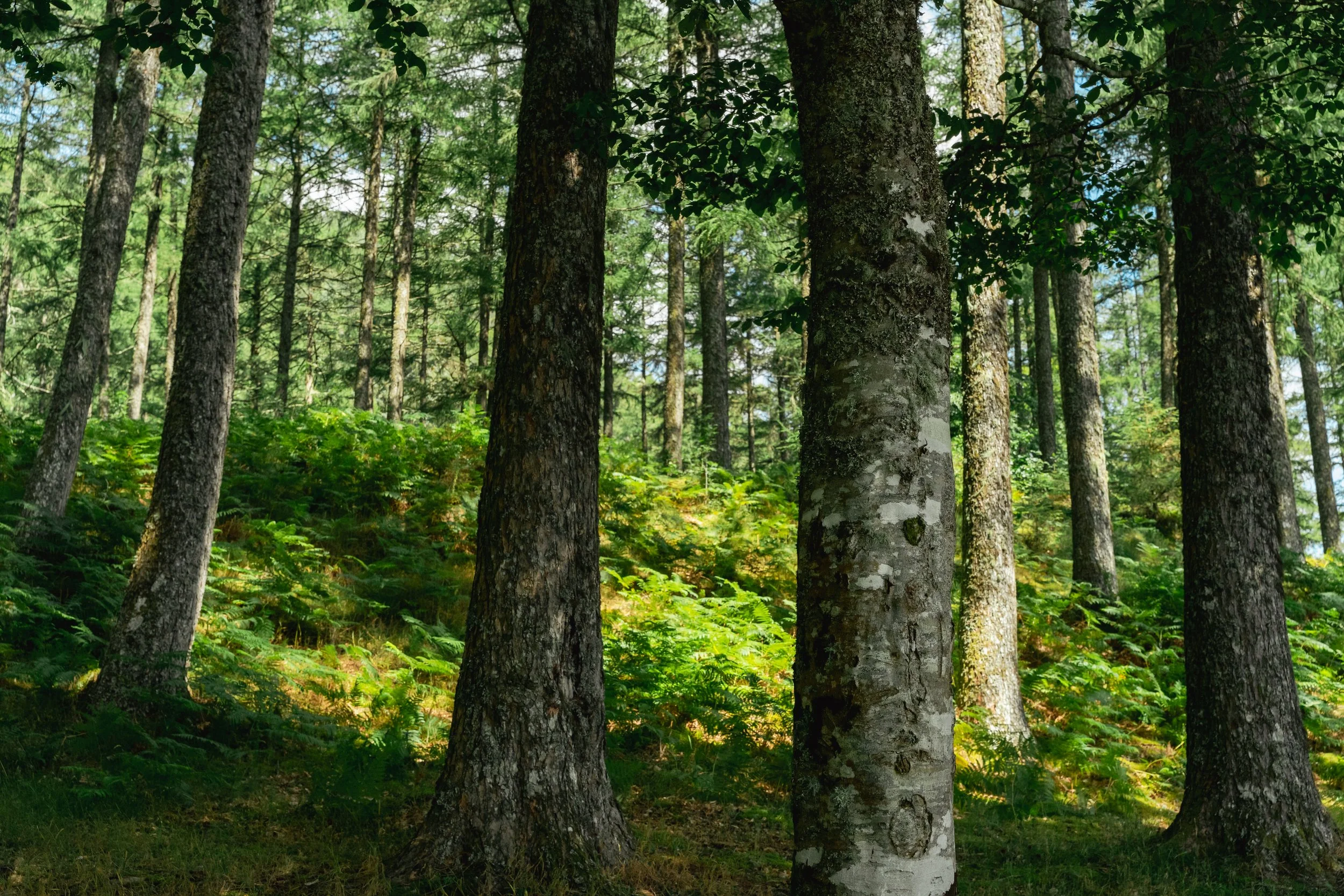 trees-19.jpg