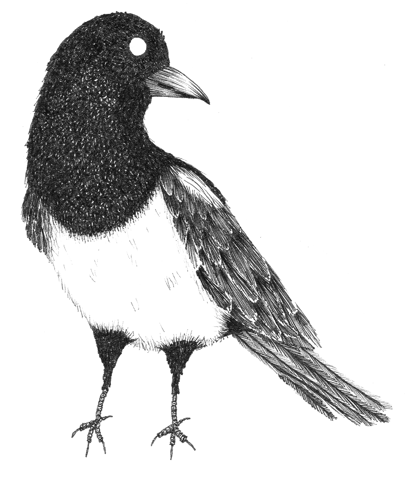39 - Lone magpie.png